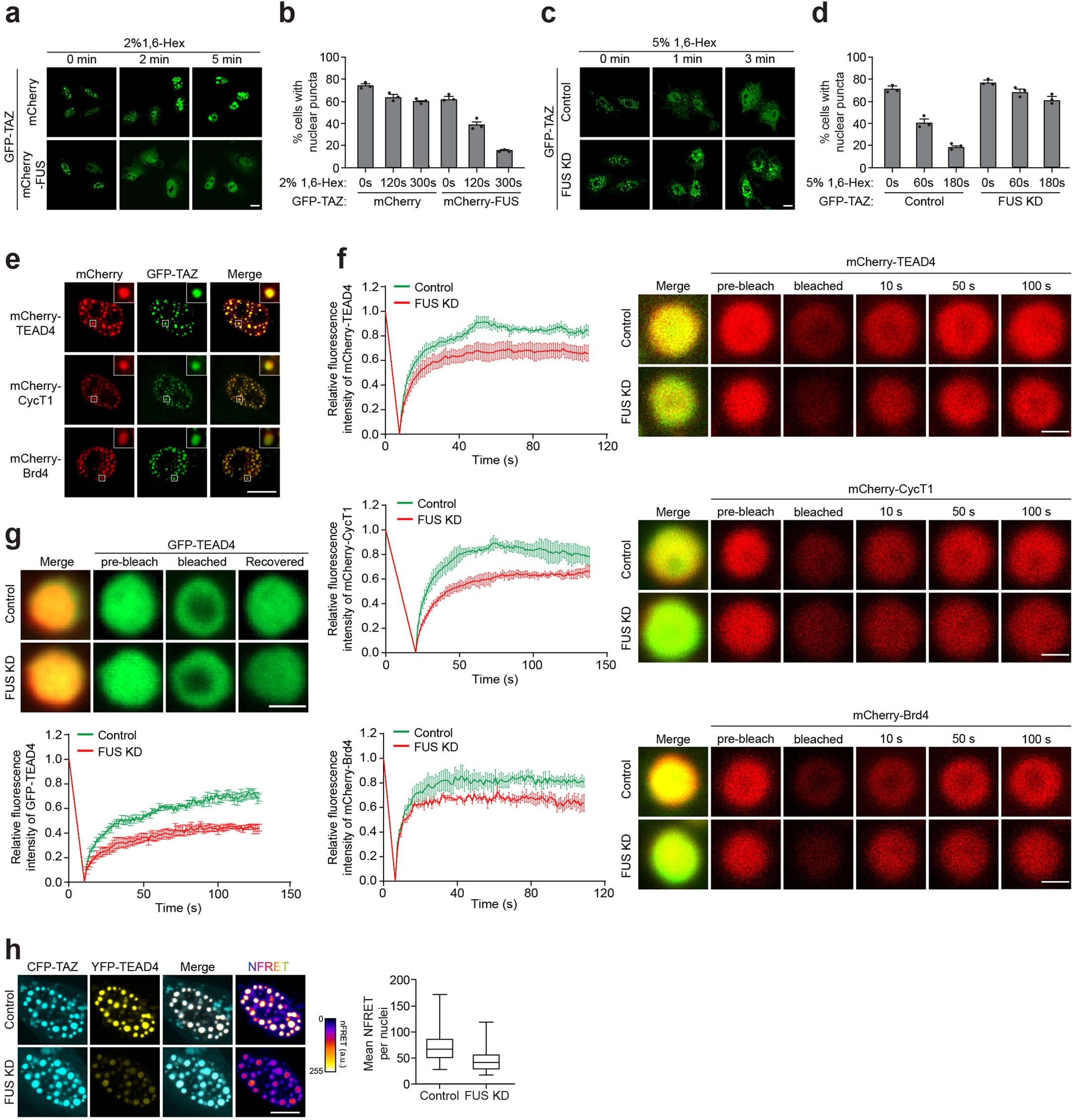 Extended Data Fig. 6: FUS is required for the reversible liquid character of TAZ condensates in cells.