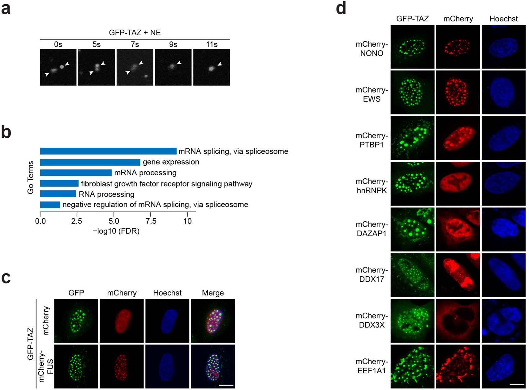 Extended Data Fig. 2: Reconstituted GFP-TAZ condensates exhibit liquid-like properties and are associated with FUS and several other hits.