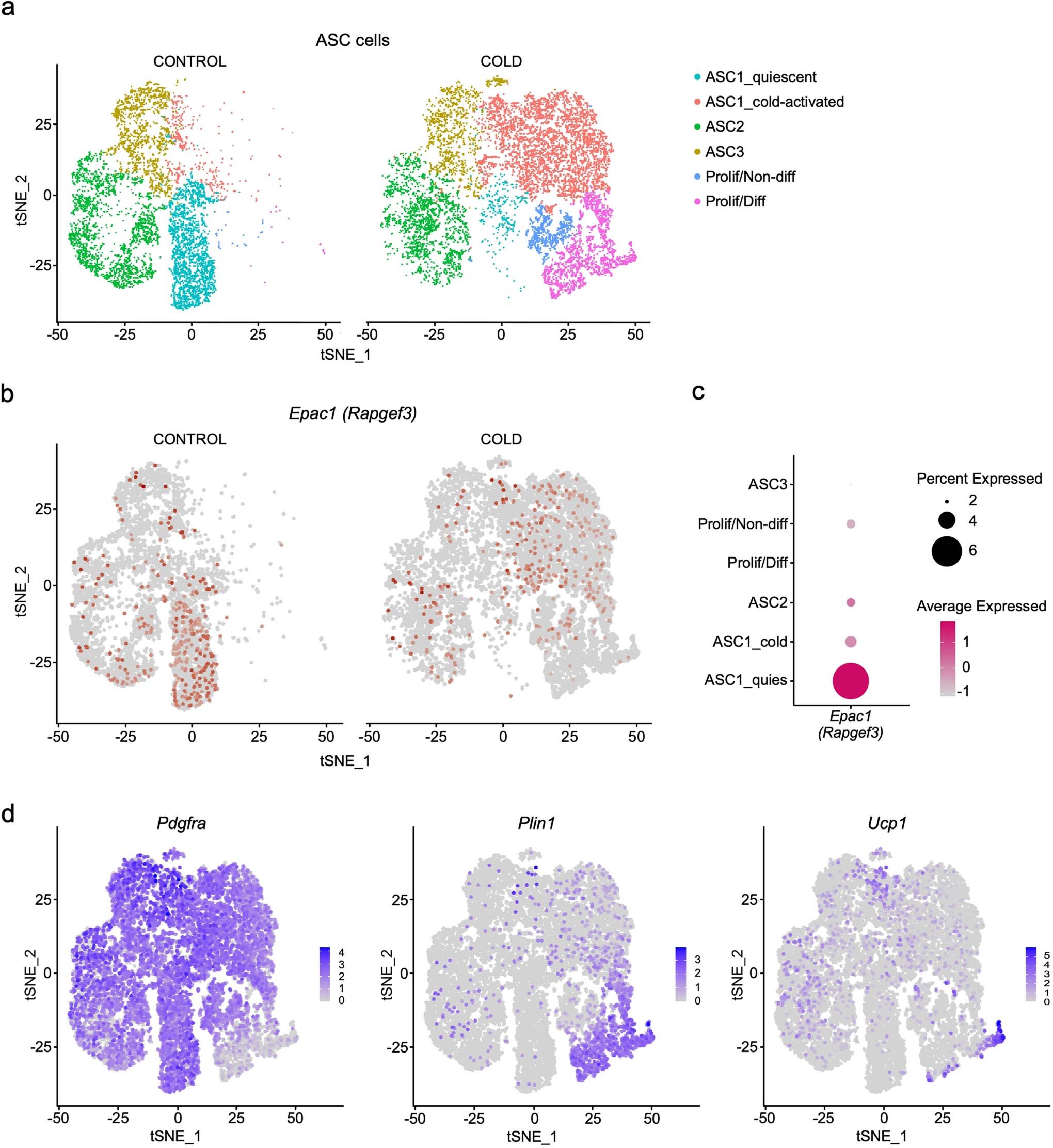 Extended Data Fig. 5: Single-cell RNA sequencing data show high expression of Epac1 specifically in cold-responsive PDGFRα+ brown preadipocytes.