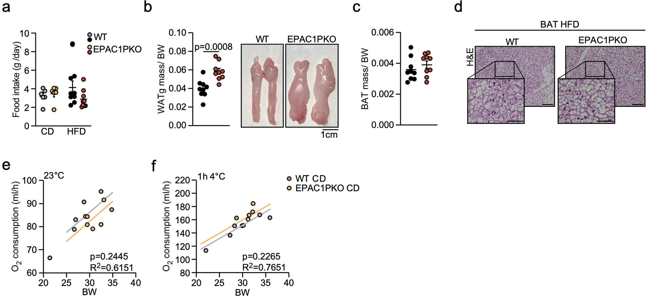 Extended Data Fig. 7: Ablation of EPAC1 in PDGFRα+ cells during diet-induced obesity.
