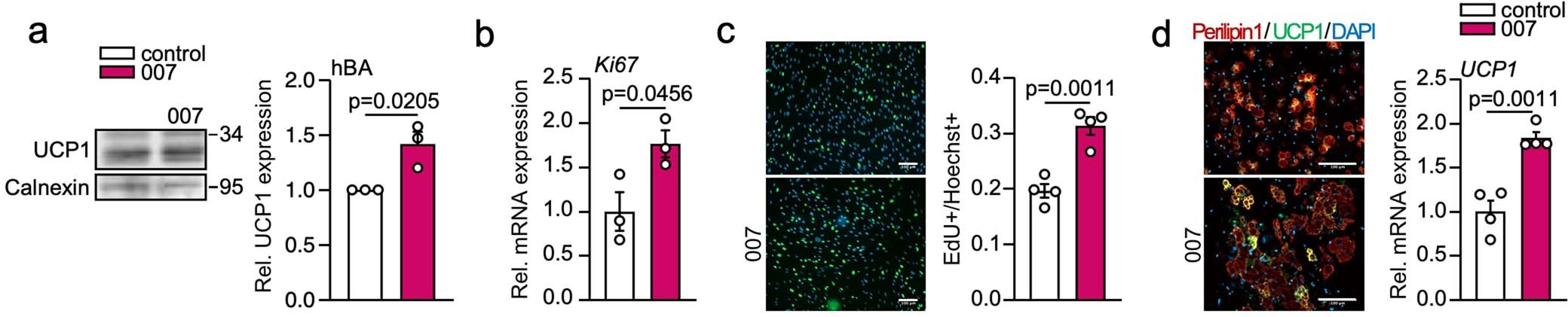 Extended Data Fig. 9: Activation of EPAC1 induces hiPSC-BAP proliferation and differentiation.