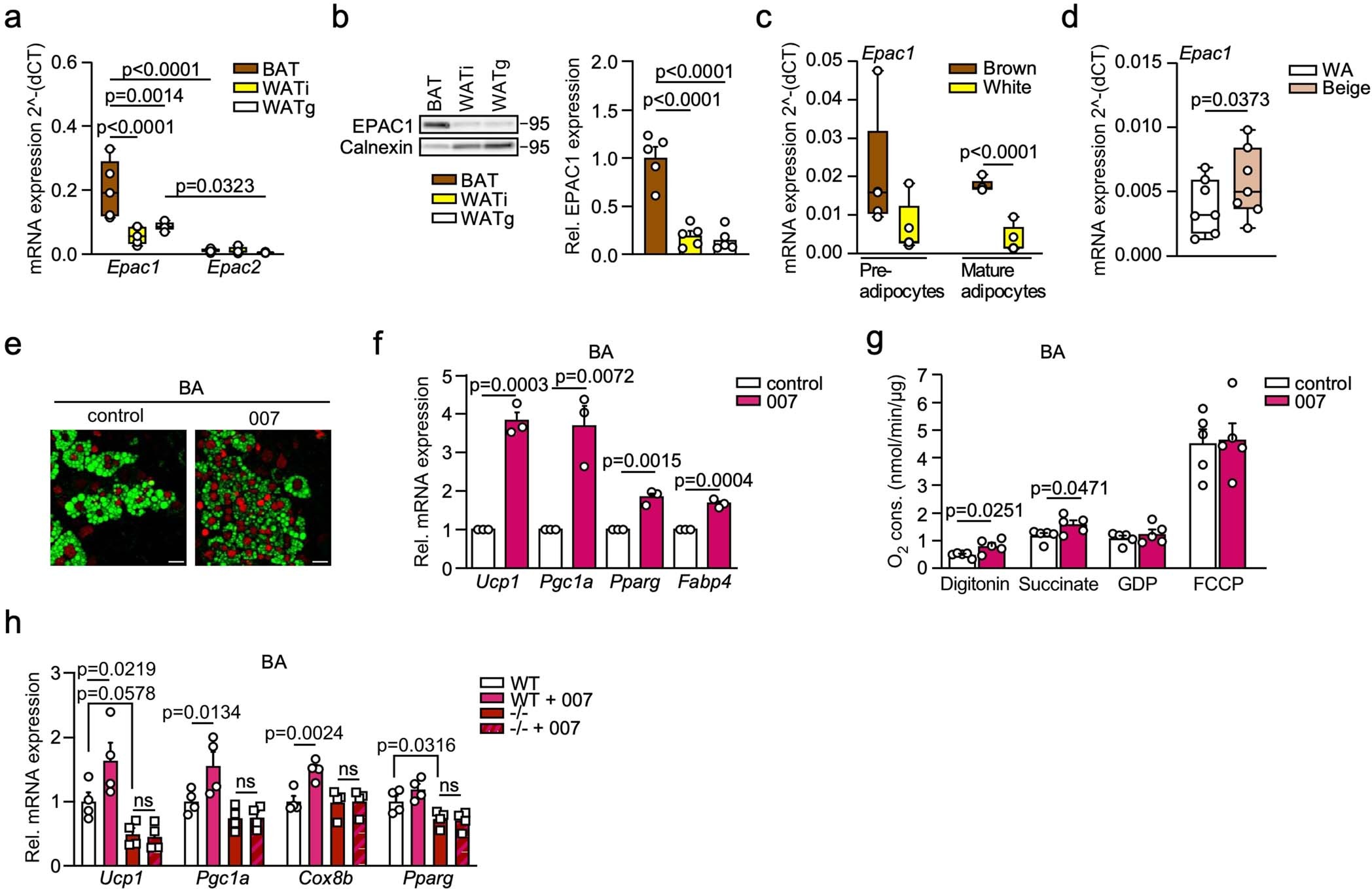 Extended Data Fig. 1: Activation of EPAC1 promotes brown adipogenesis.