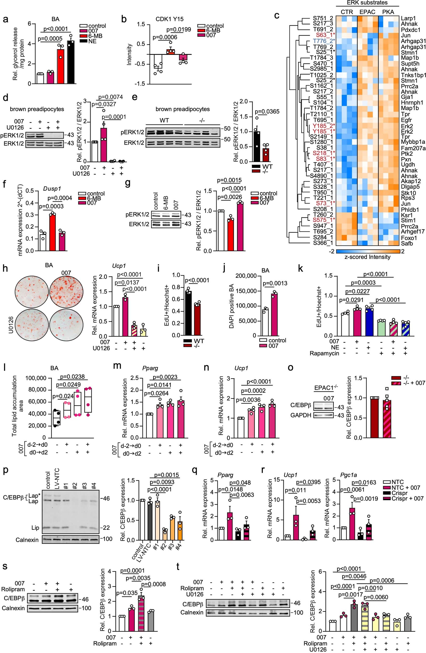 Extended Data Fig. 2: EPAC1 signals through ERK1/2 and upregulates C/EBPβ in brown preadipocytes.