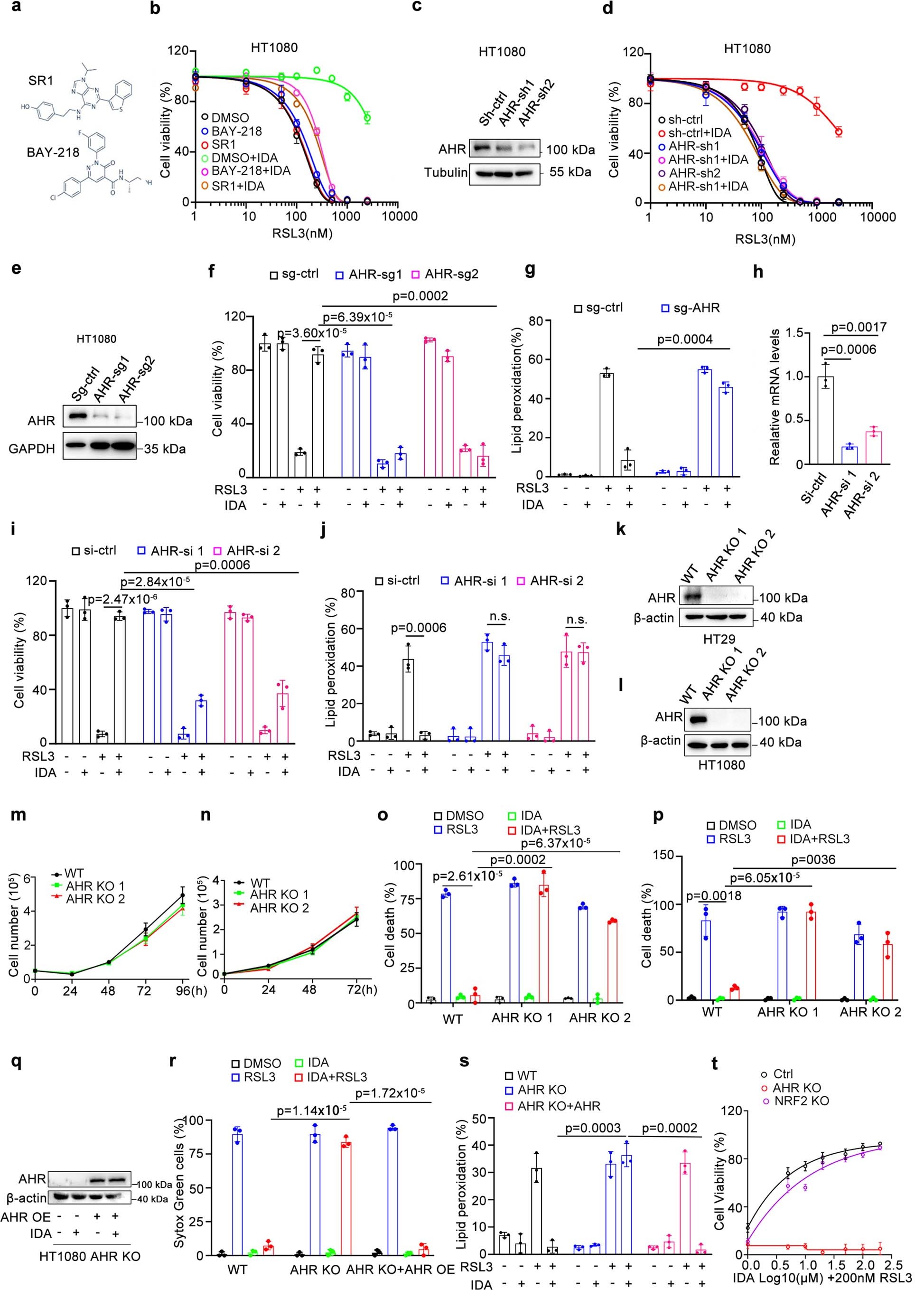 Extended Data Fig. 3: IDA-mediated ferroptosis resistance is dependent of AHR.