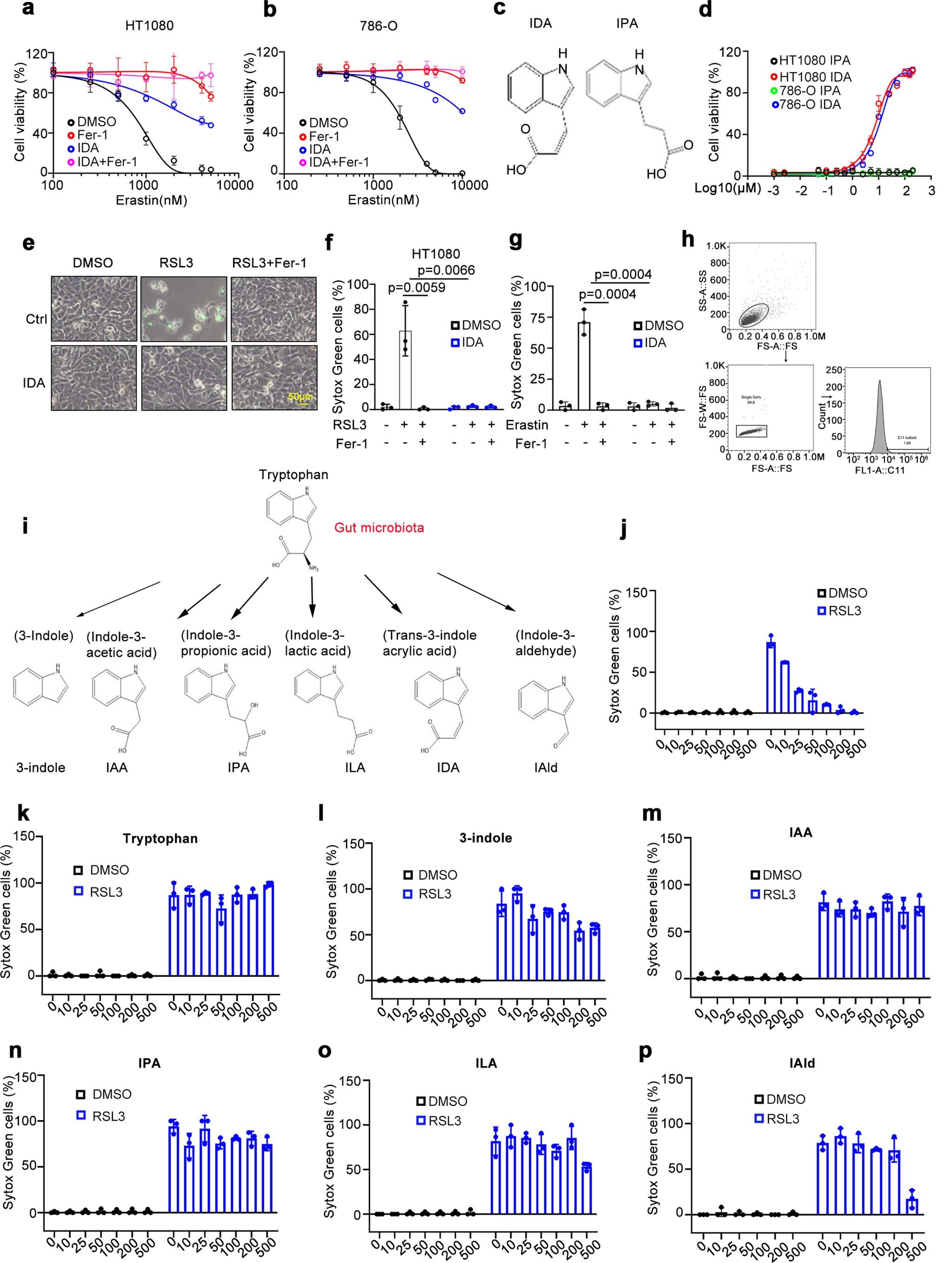 Extended Data Fig. 1: IDA but not any other tryptophan metabolites renders cells resistant to ferroptosis.