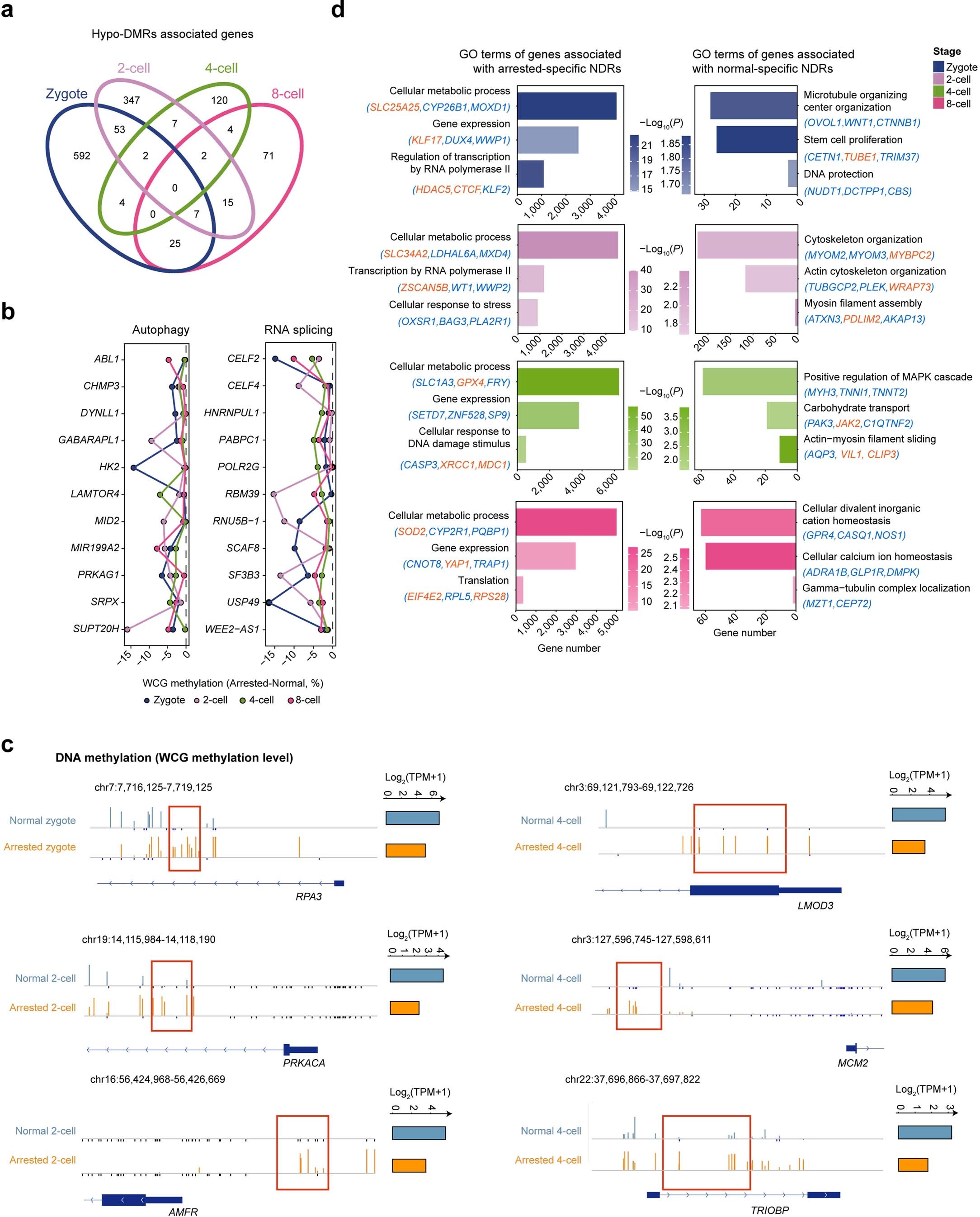 Extended Data Fig. 8: Aberrant reprogramming of DNA methylation and chromatin accessibility link with cytoskeleton defects in human arrested embryos.