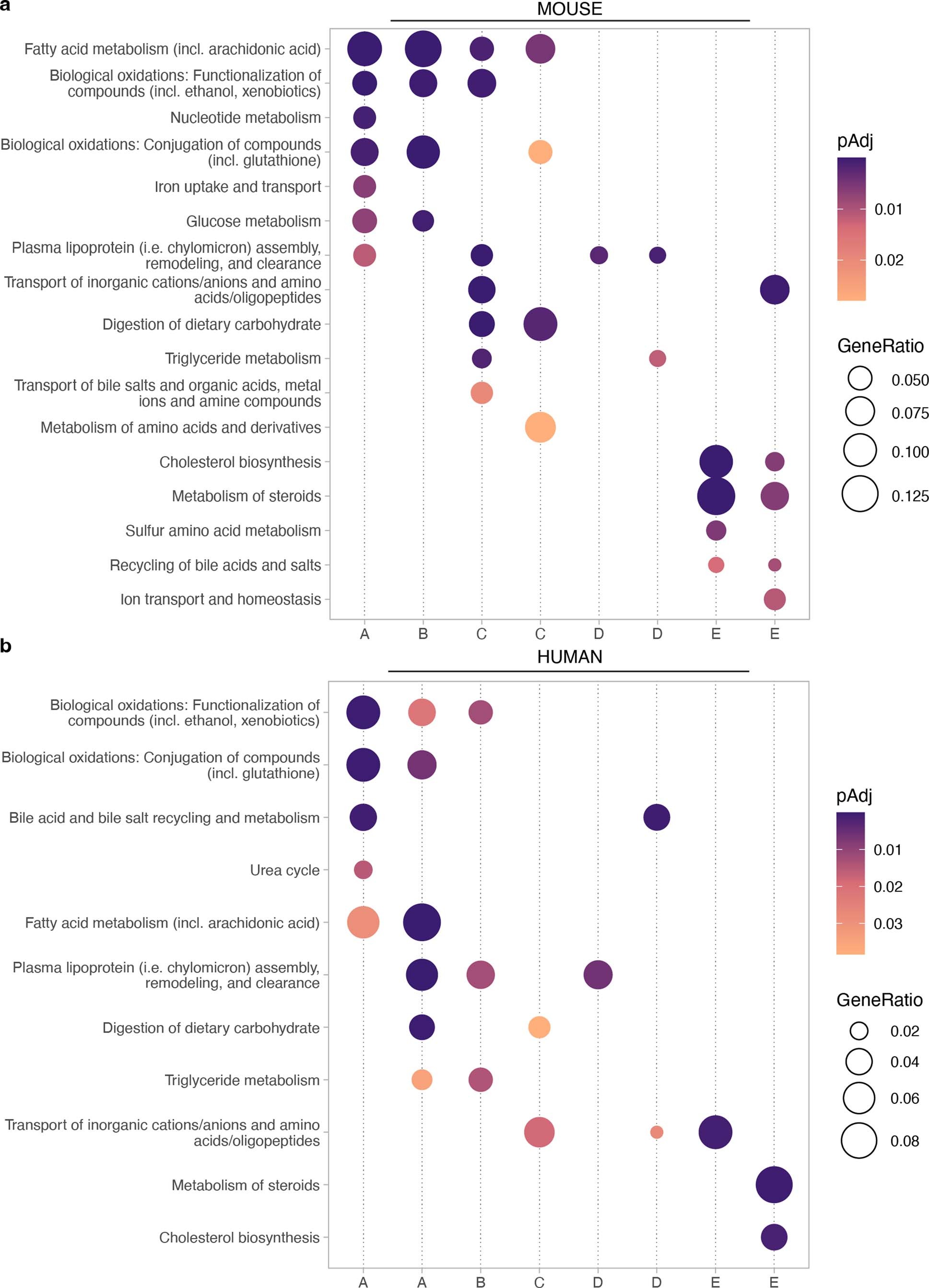 Extended Data Fig. 7: Functional pathways enriched in domain-associated NMF gene modules in mouse and human.