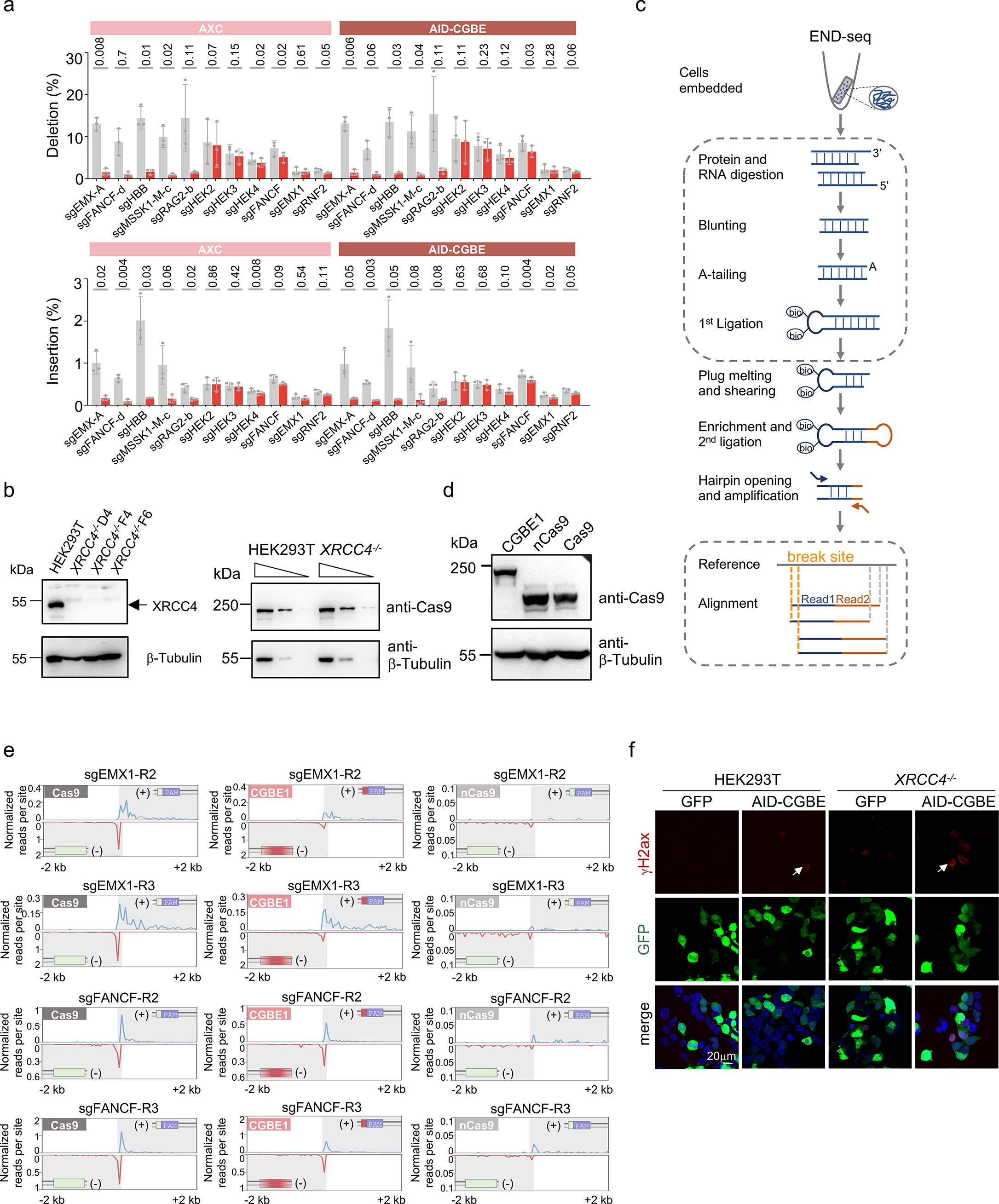 Extended Data Fig. 4: Intermediate DSBs revealed by different approaches.