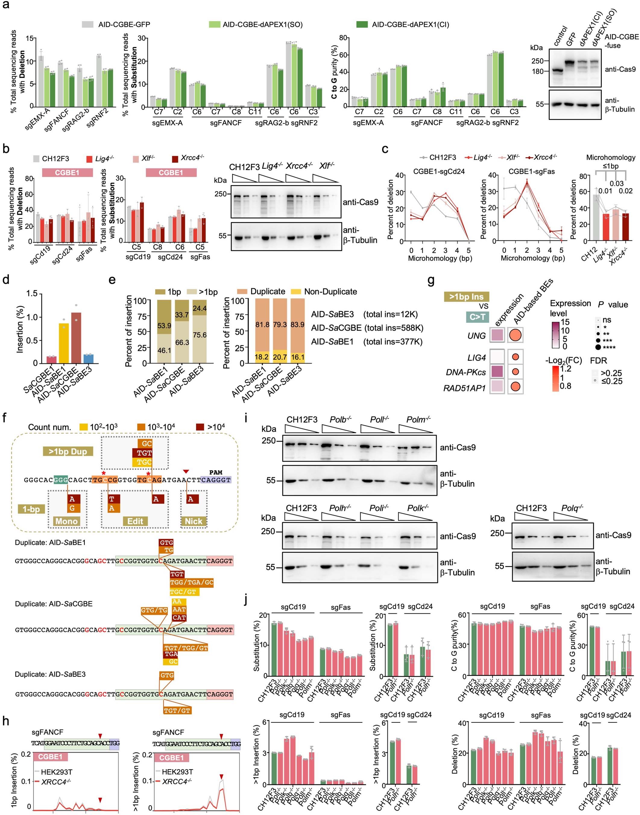 Extended Data Fig. 7: CGBE editing outcomes in DNA repair deficient cell lines.