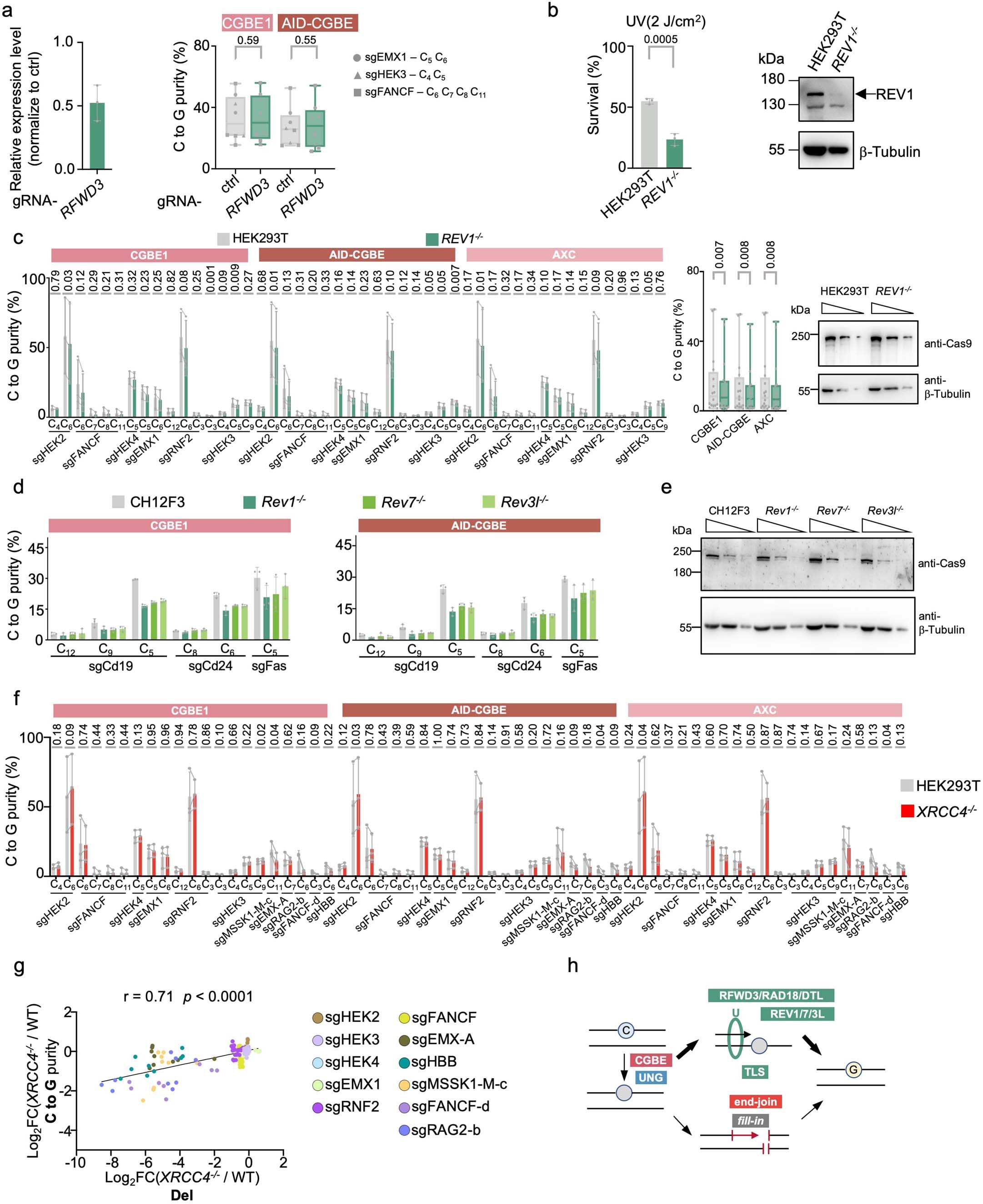Extended Data Fig. 8: DSB end-joining induces aberrant C > G transversion.