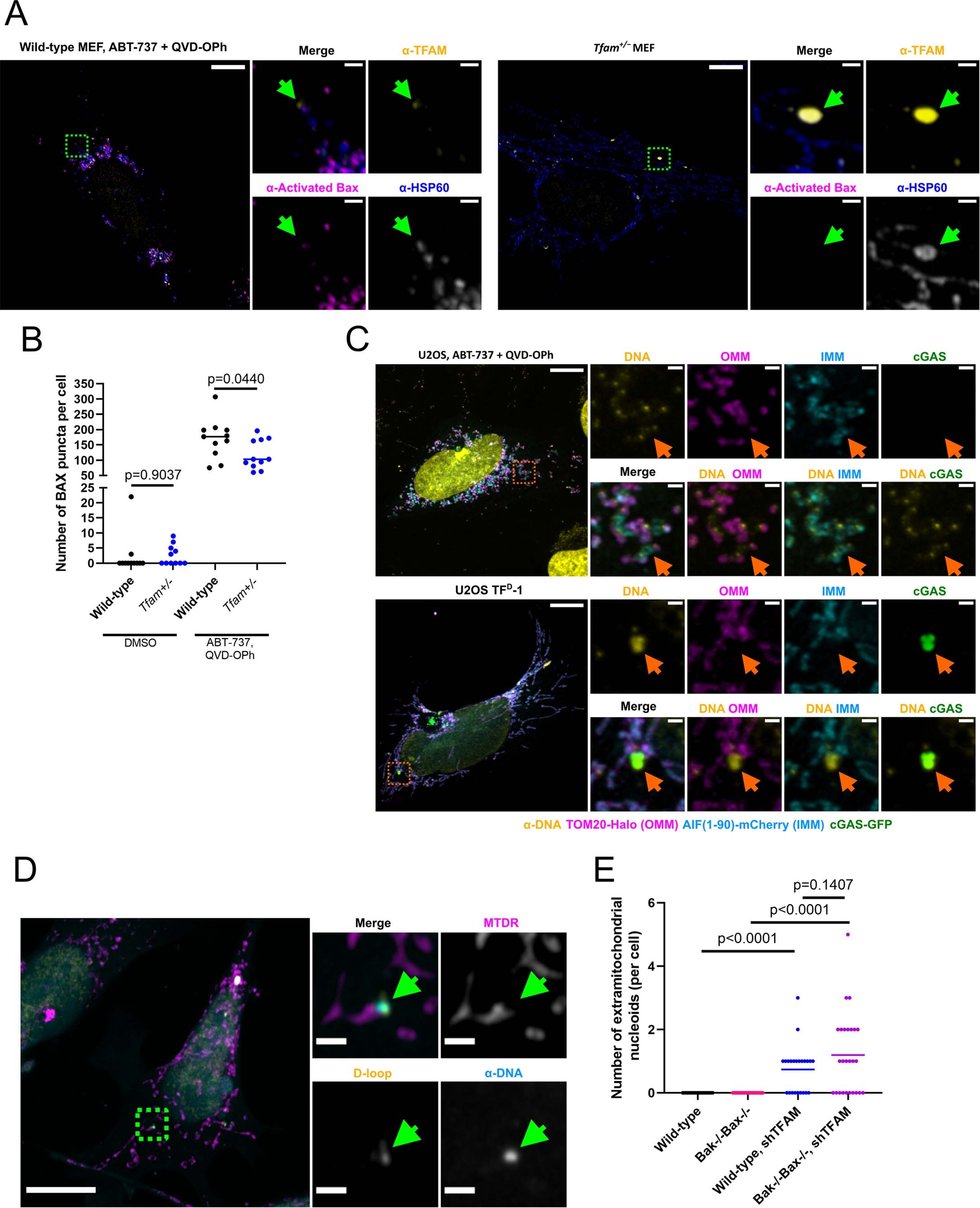 Extended Data Fig. 3: Enlarged nucleoids are not released through BAX pores.