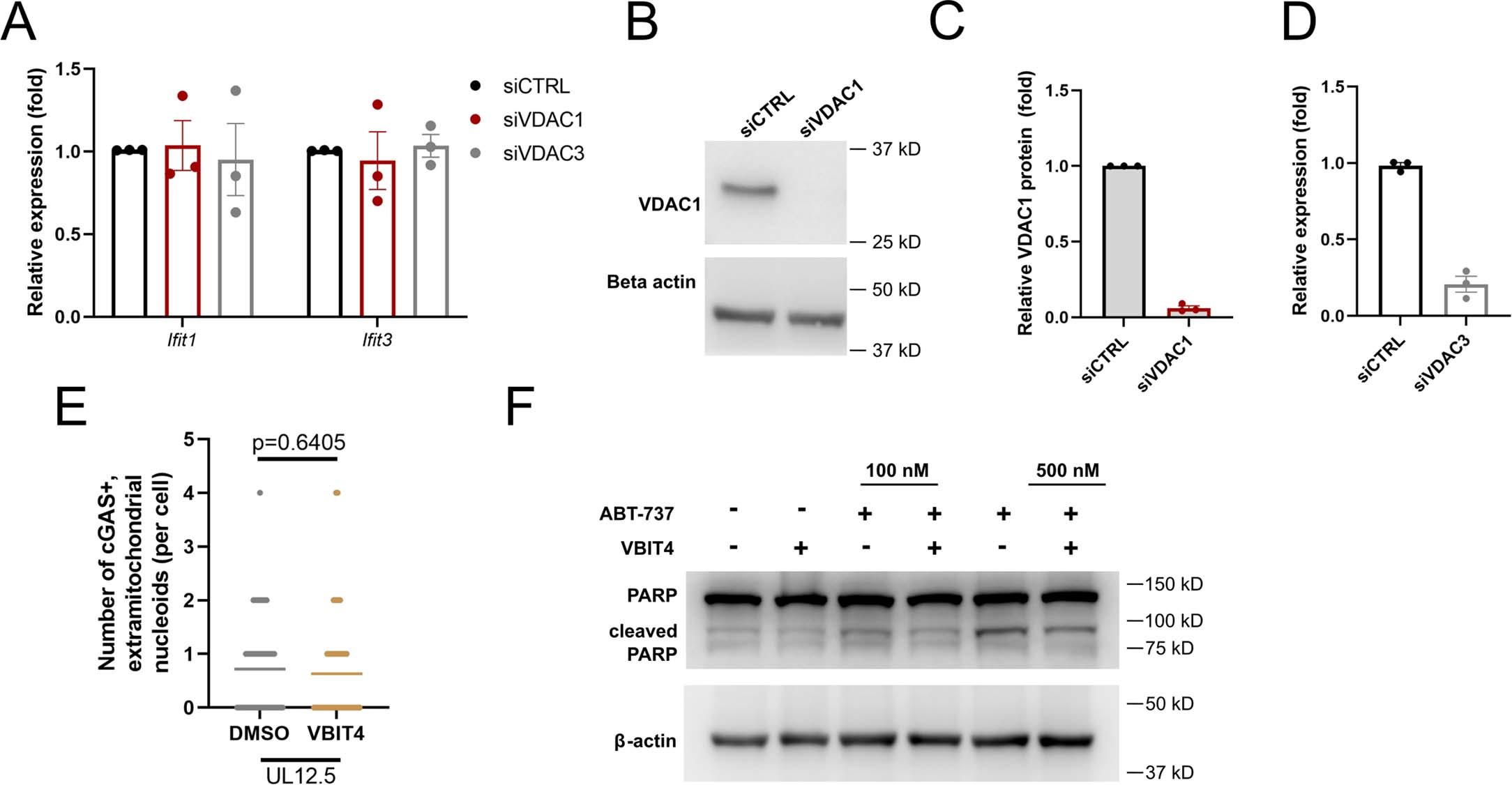 Extended Data Fig. 4: Enlarged nucleoids are not released through VDAC pores.