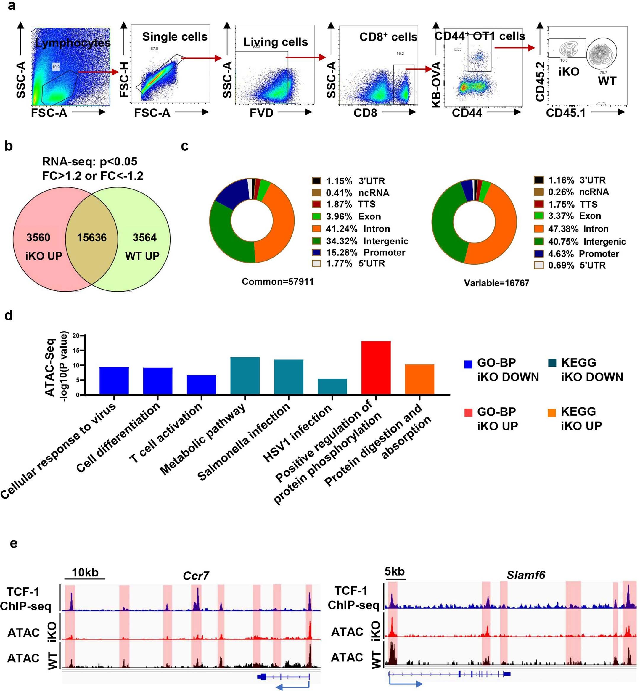 Extended Data Fig. 4: ECSIT affects chromatin accessibility of memory CD8+ T cells and promotes transcription regulation of Tcf7 during acute viral infection.