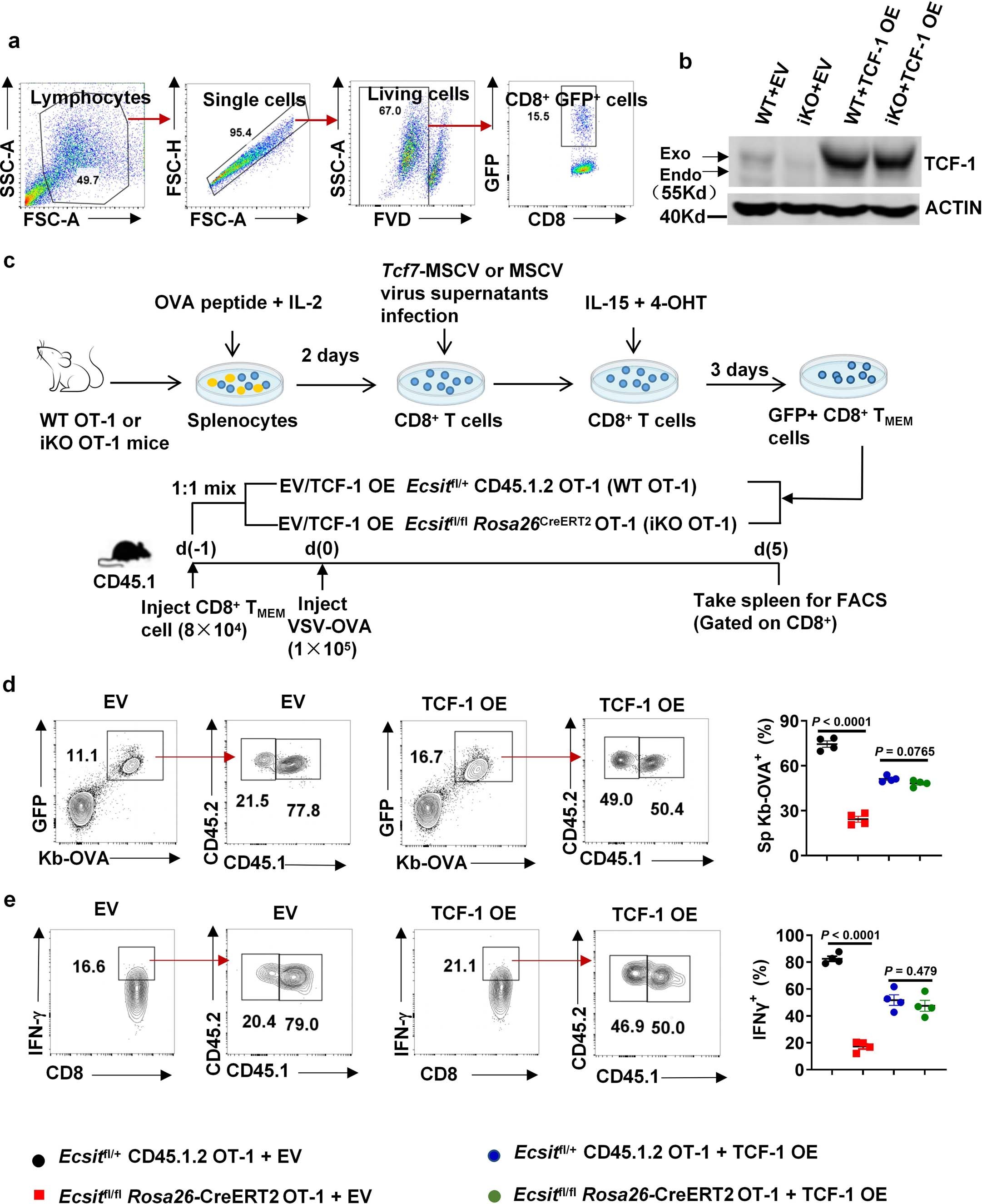 Extended Data Fig. 5: TCF-1 overexpression promotes memory T cells formation in ECSIT deficiency CD8+ T cells in vitro.