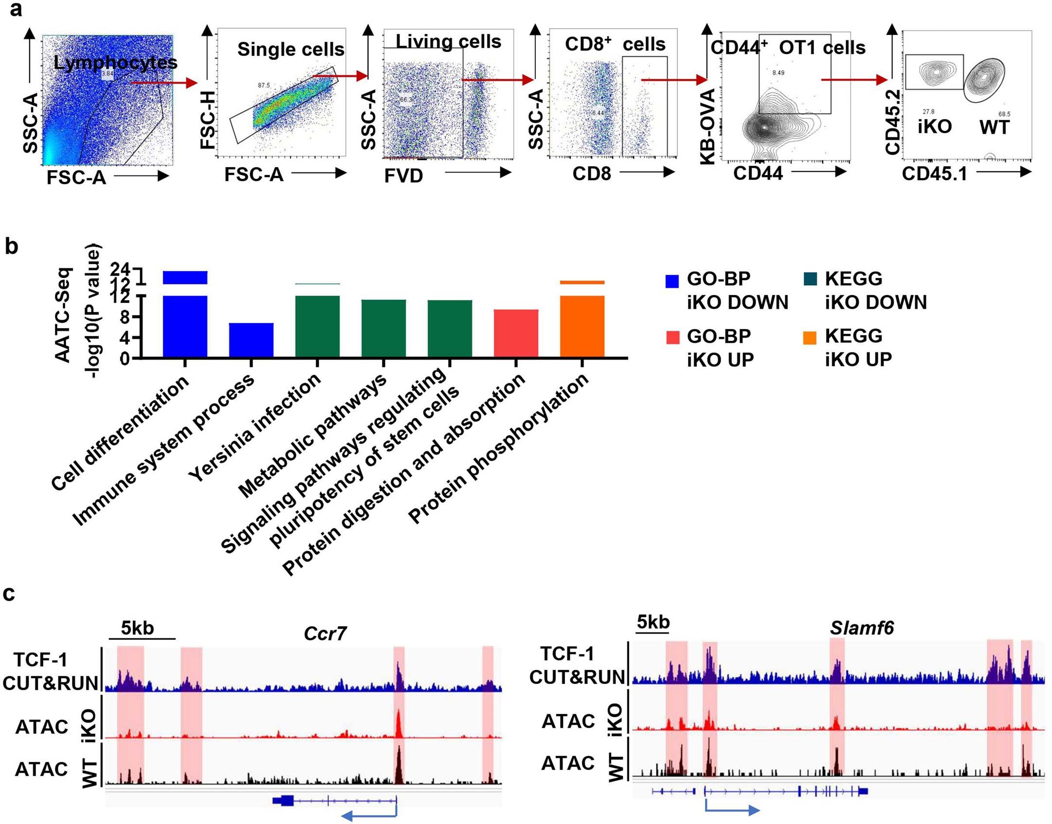 Extended Data Fig. 9: ECSIT affects chromatin accessibility of TME CD8+ T cells and promotes transcription regulation of Tcf7 in chronic tumour stimulation.