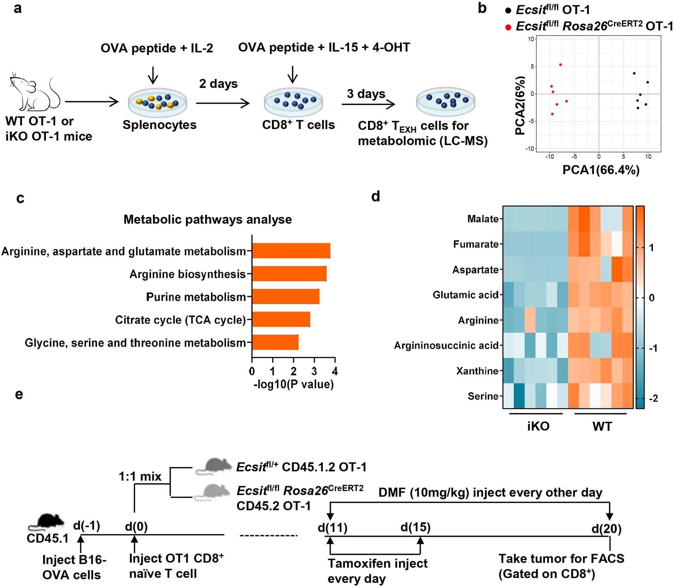 Extended Data Fig. 10: ECSIT deficiency inhibits fumarate production of CD8+ memory T cells in chronic stimulation, and DMF supplementation improves the antitumour function of ECSIT-deficient memory CD8+ T cells in vivo.
