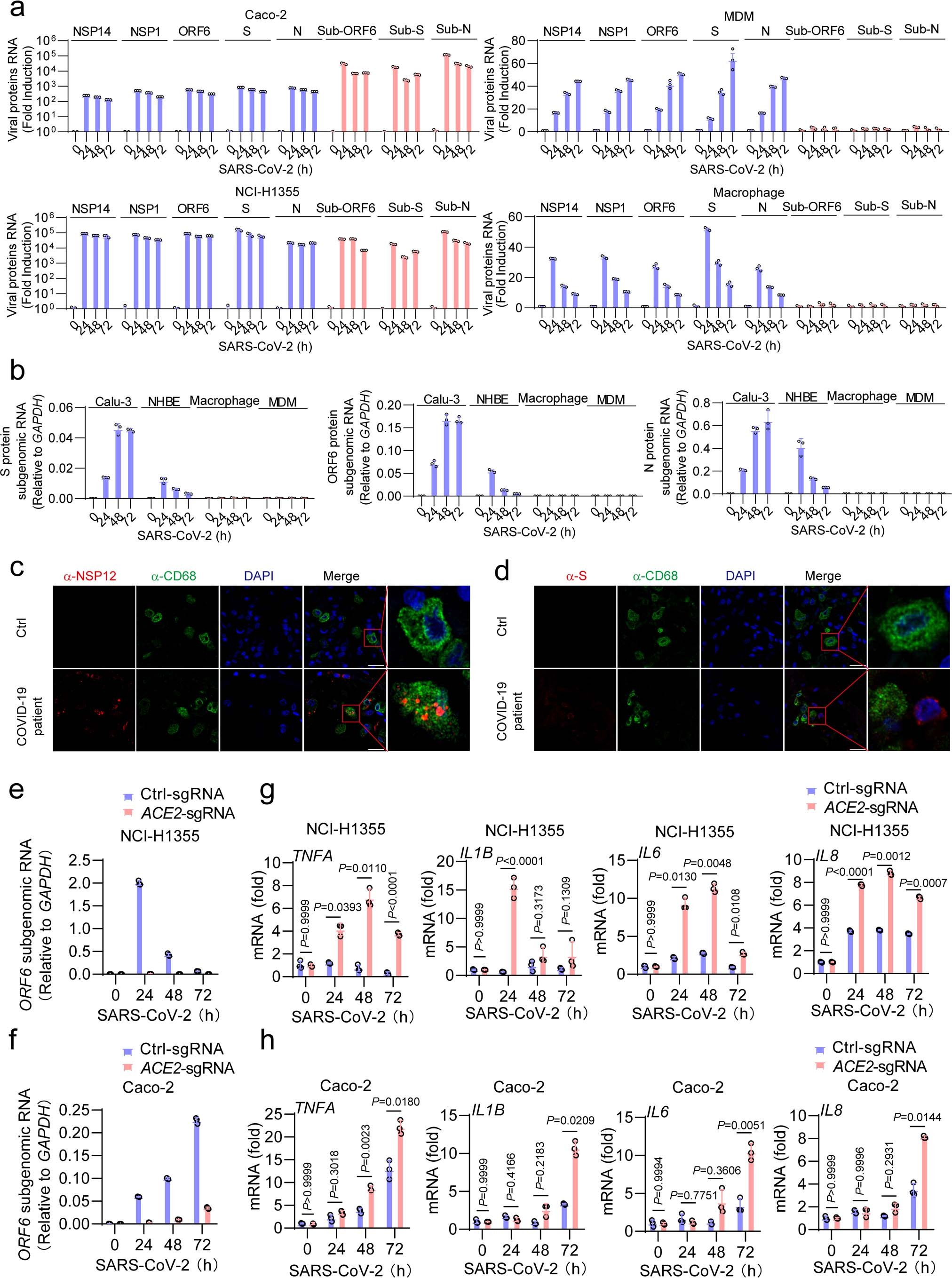 Extended Data Fig. 6: The subgenomic RNA of SARS-CoV-2 could only be highly transcribed in ACE2-positive epithelial cells but not in ACE2-negative myeloid cells.