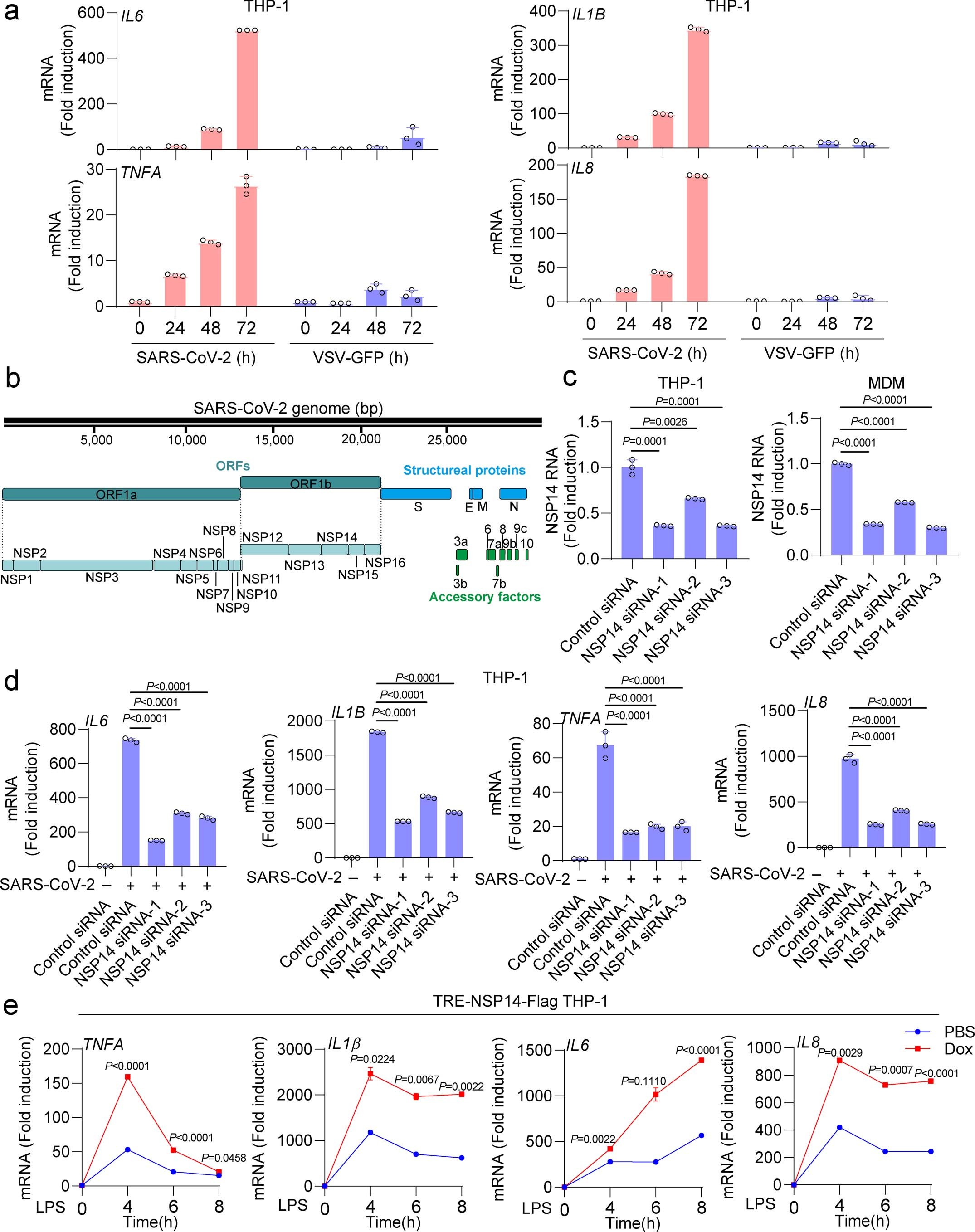 Extended Data Fig. 1: SARS-CoV-2 NSP14 promotes the virus-/TLR-induced inflammatory response.