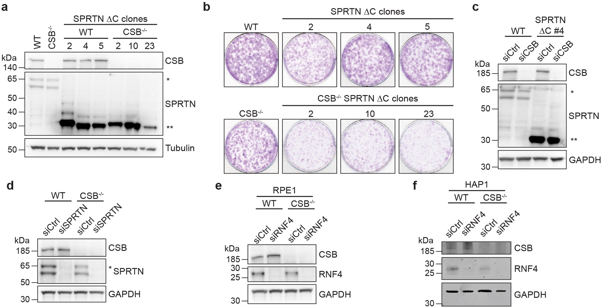 Extended Data Fig. 2: CSB acts in parallel to known DPC repair pathways in promoting DPC tolerance.