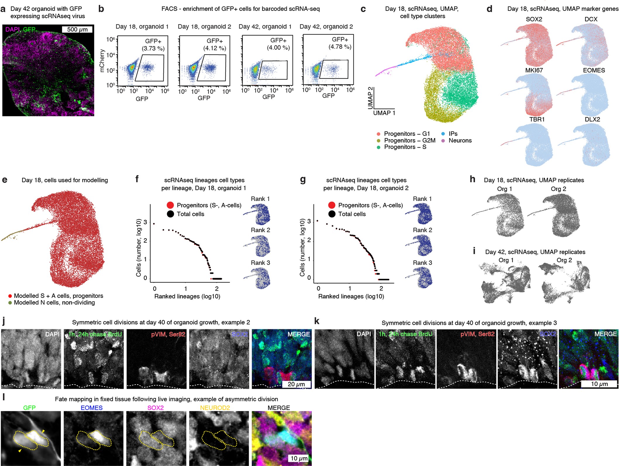 Extended Data Fig. 6: Symmetric cell divisions in late organoids.