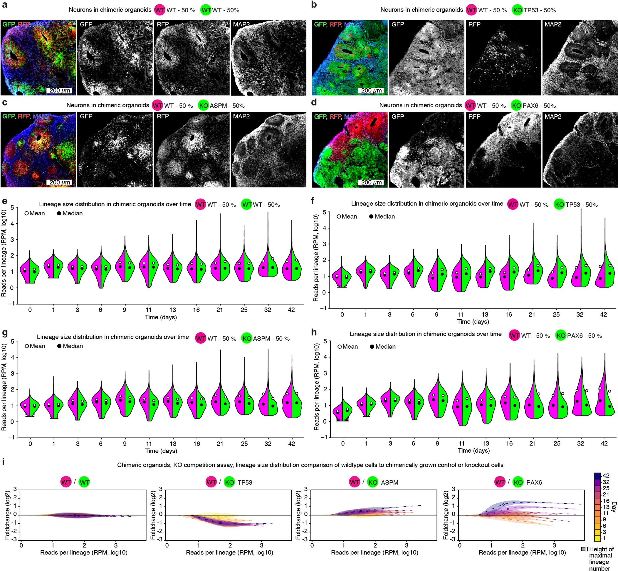 Extended Data Fig. 9: Replenishment in RFP-WT with GFP-KO chimeric organoids.