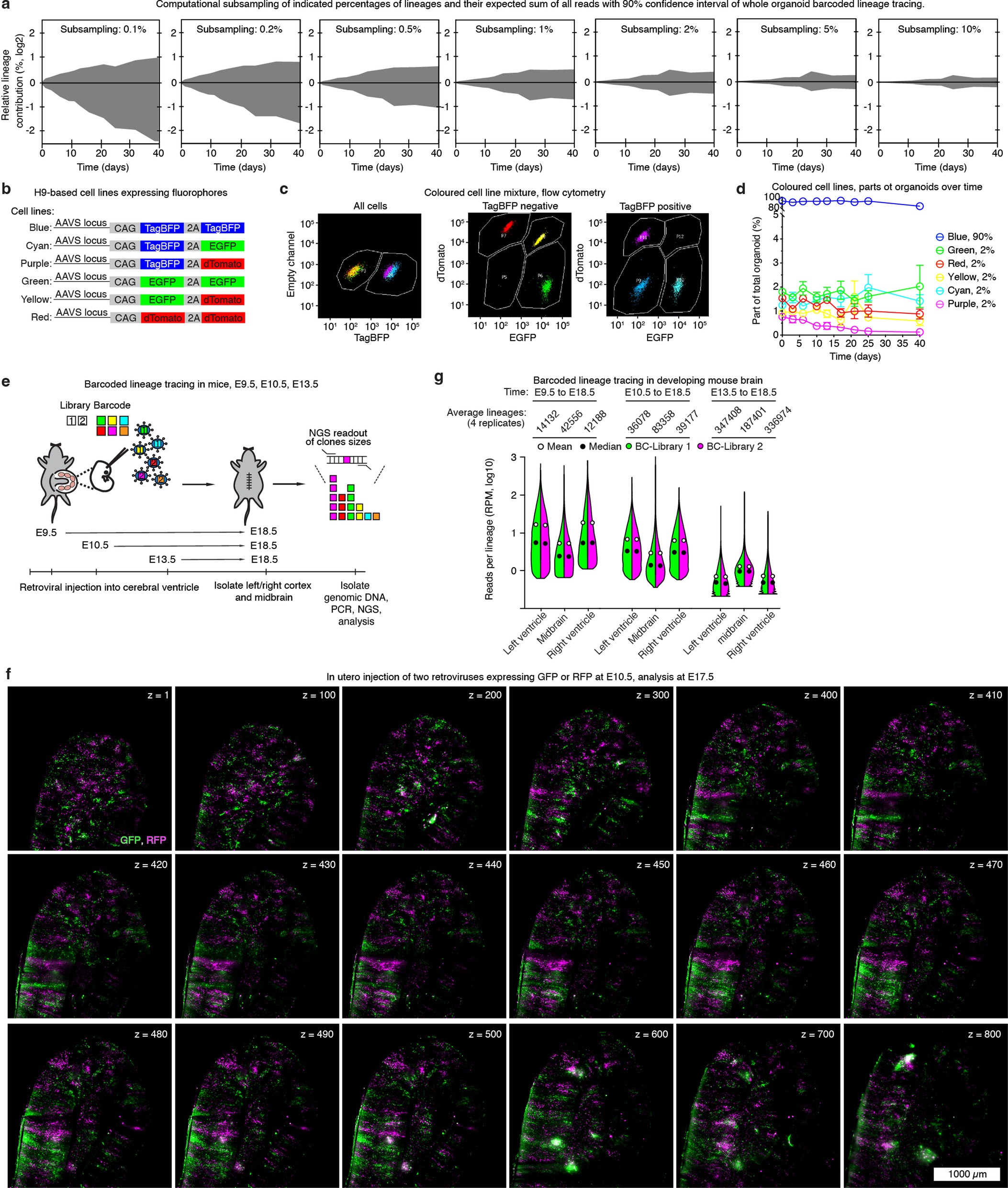 Extended Data Fig. 2: Verification of whole organoid barcoded lineage tracing by FACS in organoids and barcoded lineage tracing in developing mouse embryos.