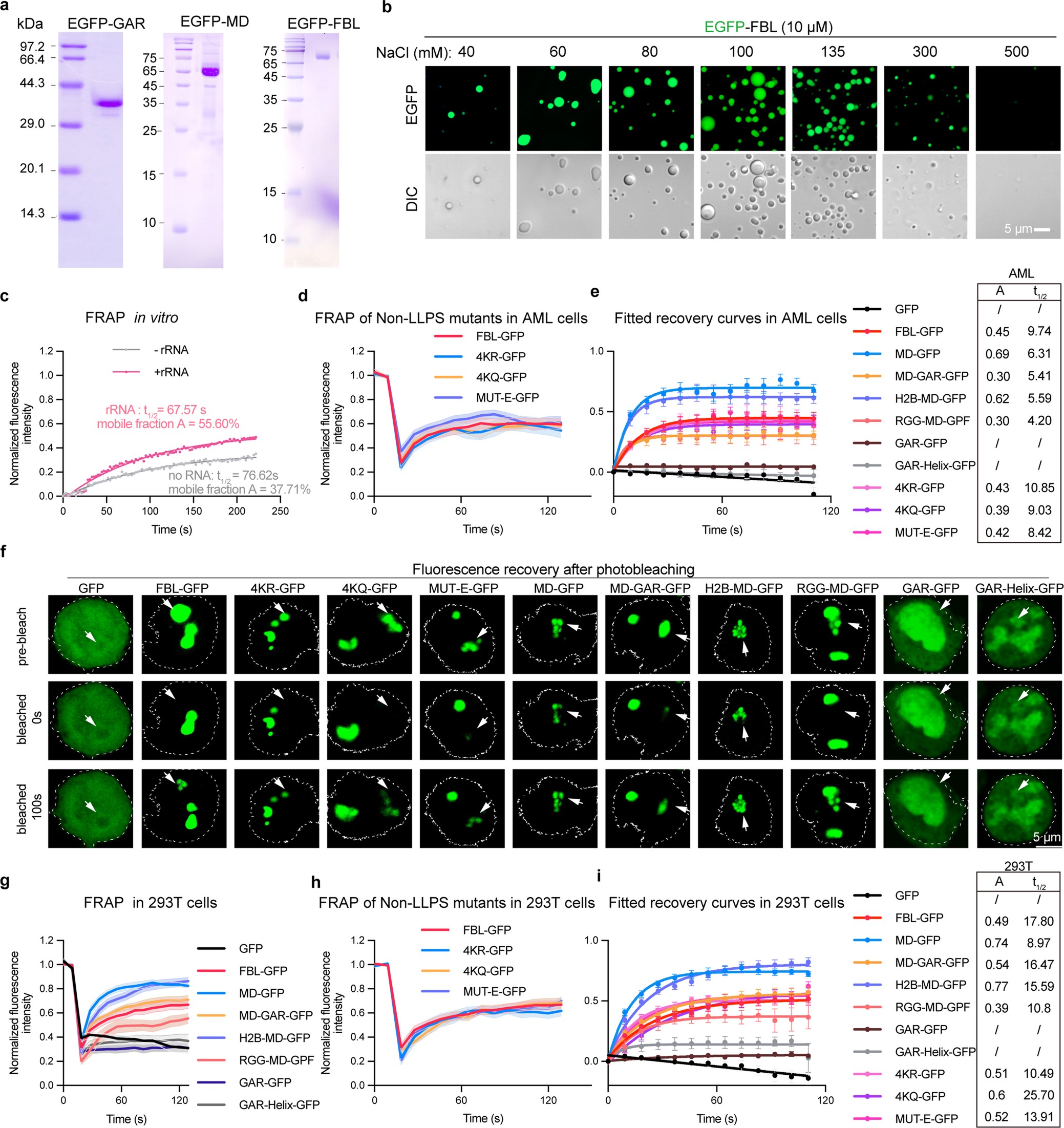 Extended Data Fig. 5: Phase behavior of FBL and its mutants in vitro and in cells.