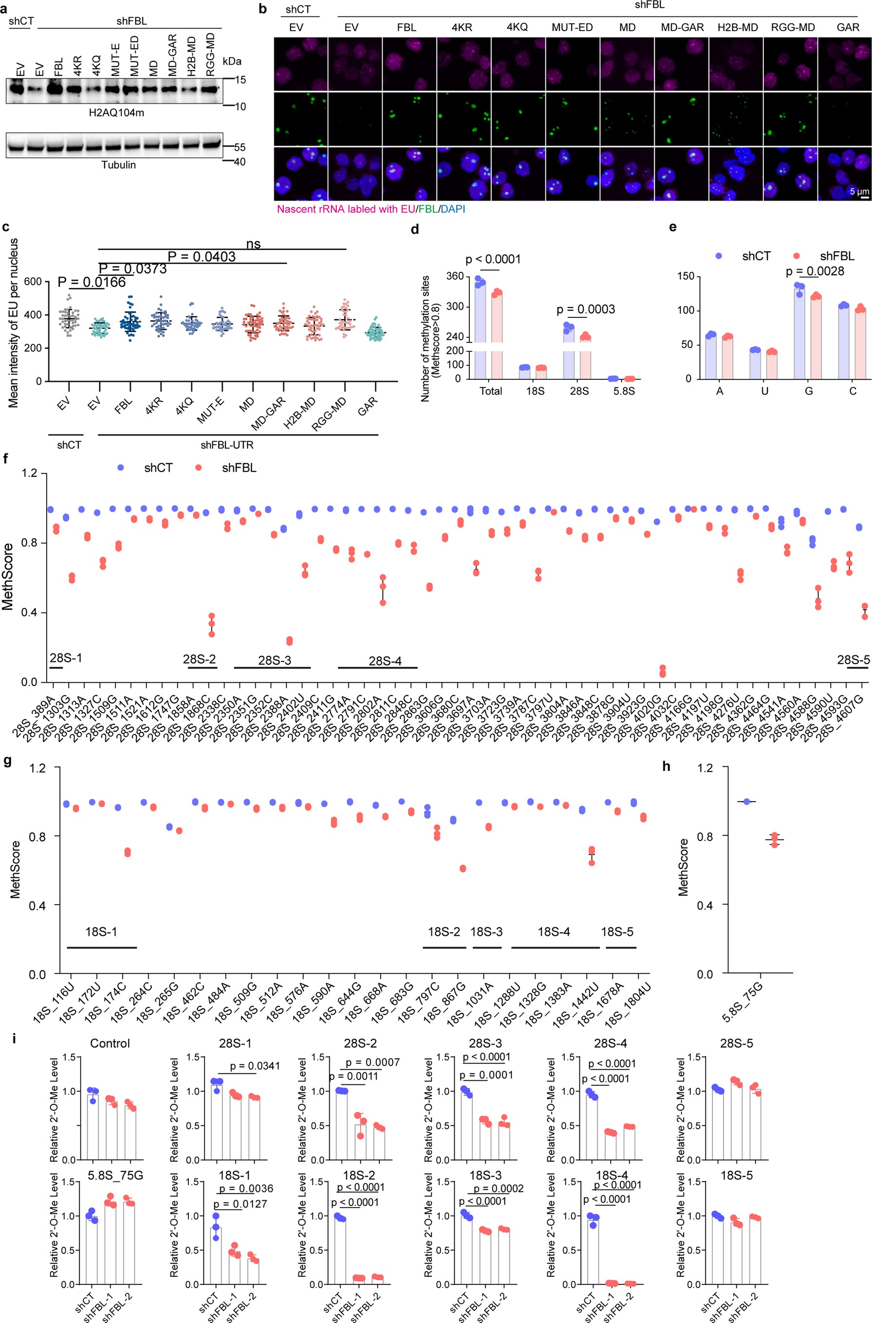 Extended Data Fig. 6: The role of FBL on rRNA transcription and rRNA 2’-O-Me modification in AML cells.