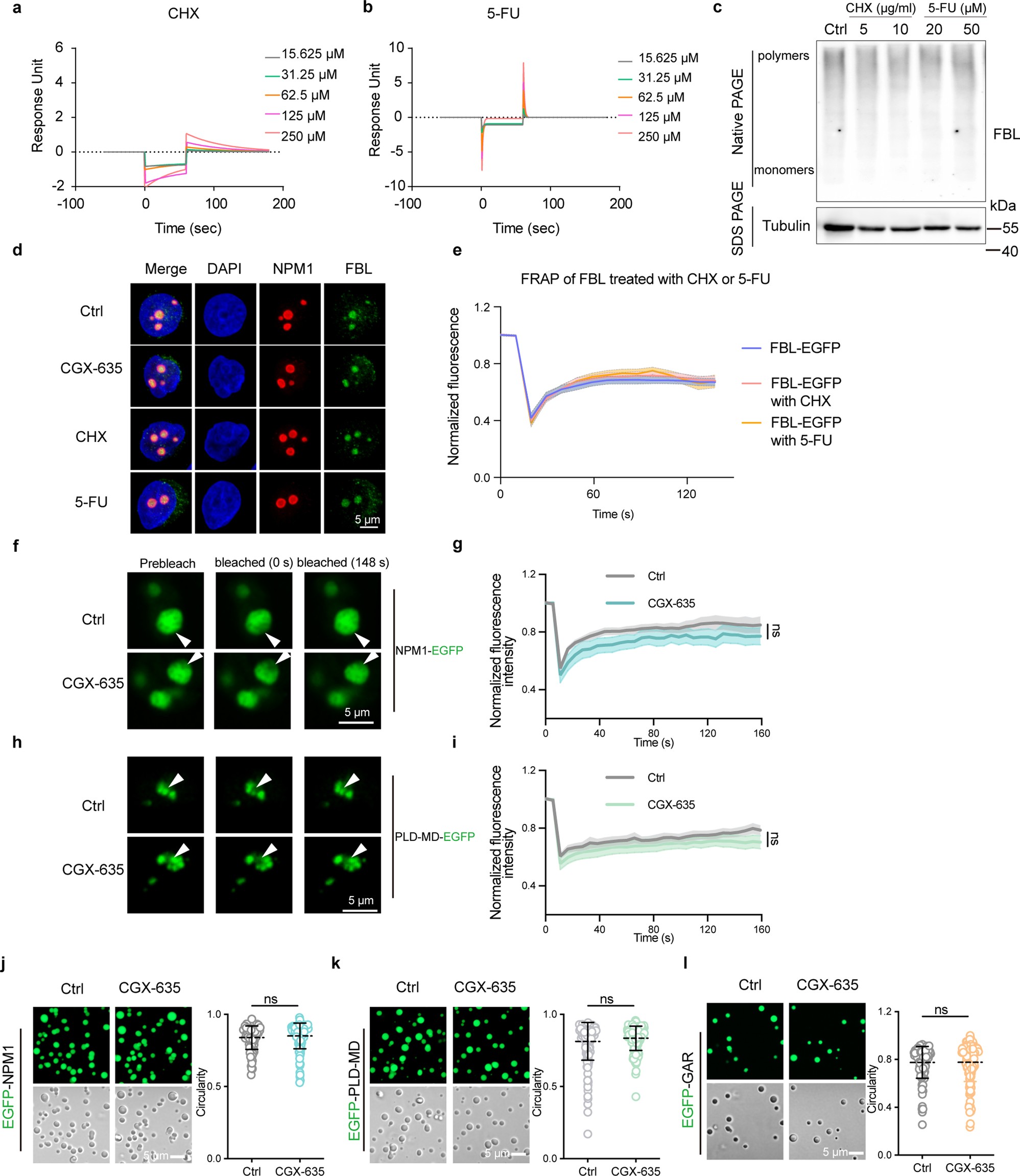Extended Data Fig. 9: Specific validation of CGX-635 impact on FBL phase separation.