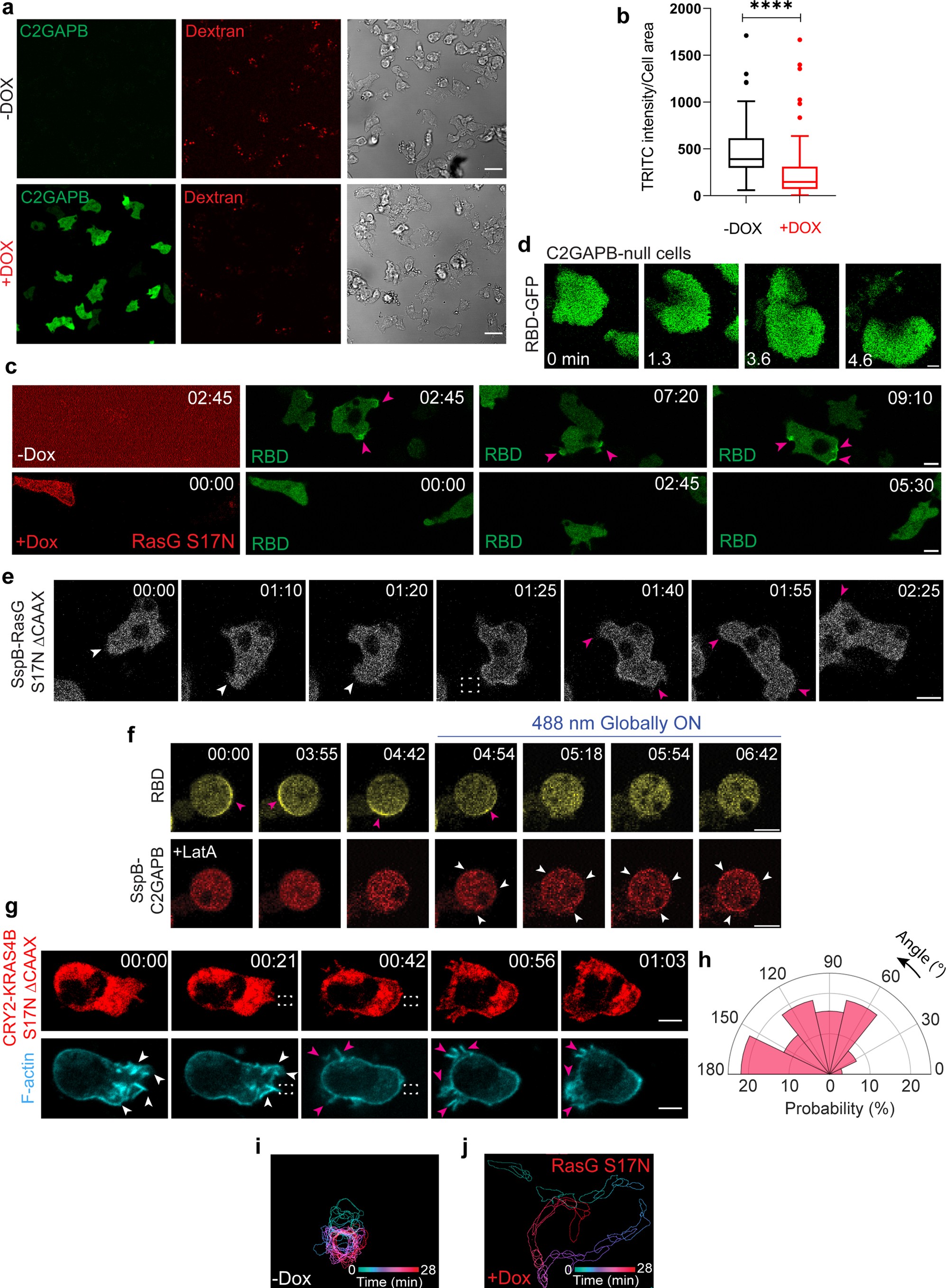 Extended Data Fig. 1: C2GAPB or RasG S17N regulates Ras and protrusive activities.