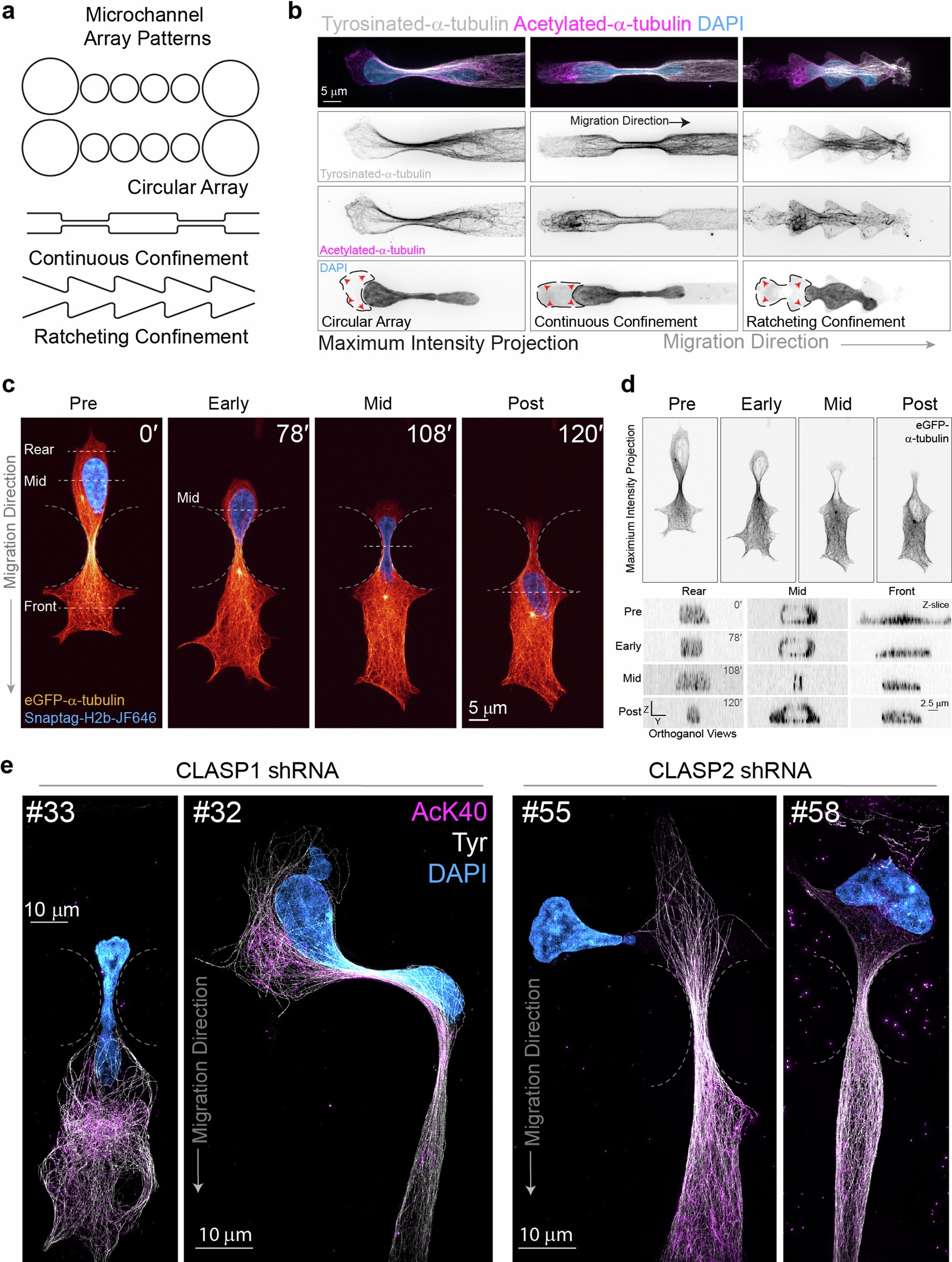 Extended Data Fig. 7: Microtubule acetylation patterns in cells in confinement.