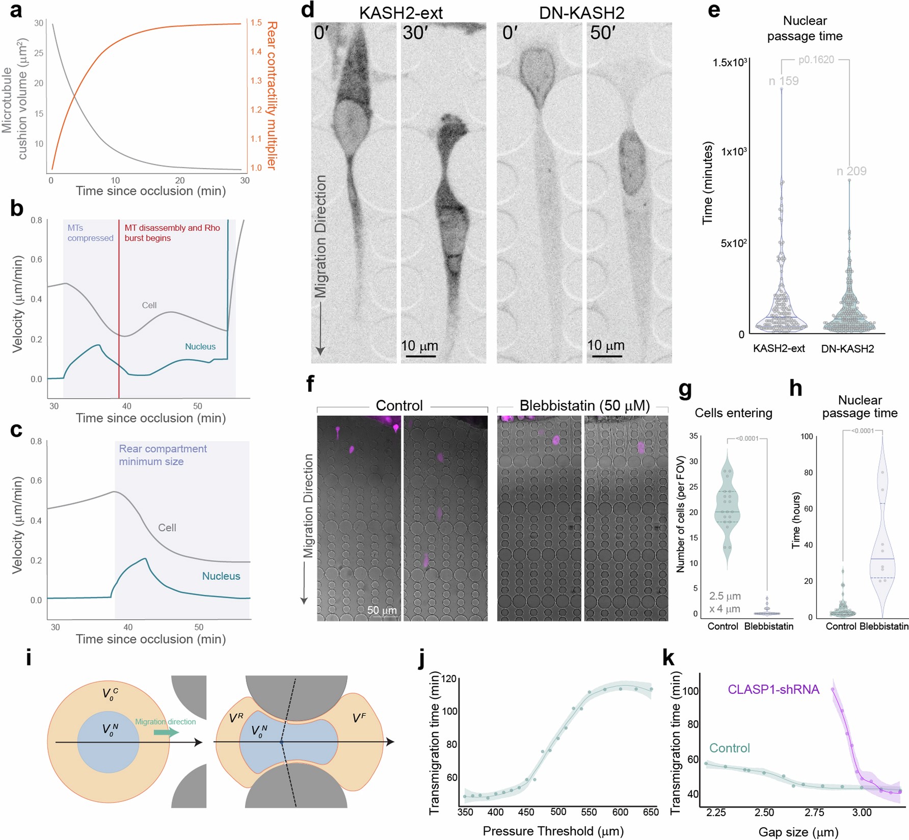 Extended Data Fig. 10: Modelling nuclear transmigration forces.