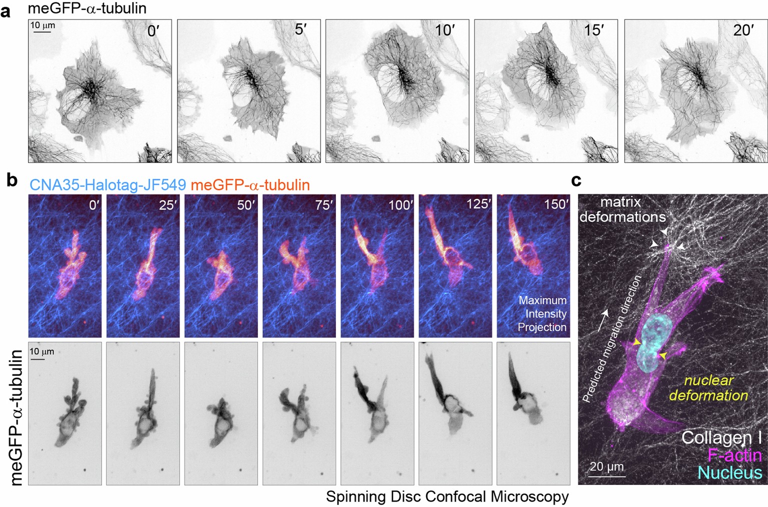 Extended Data Fig. 1: Microtubule morphology in 2D and 3D collagen hydrogel models.