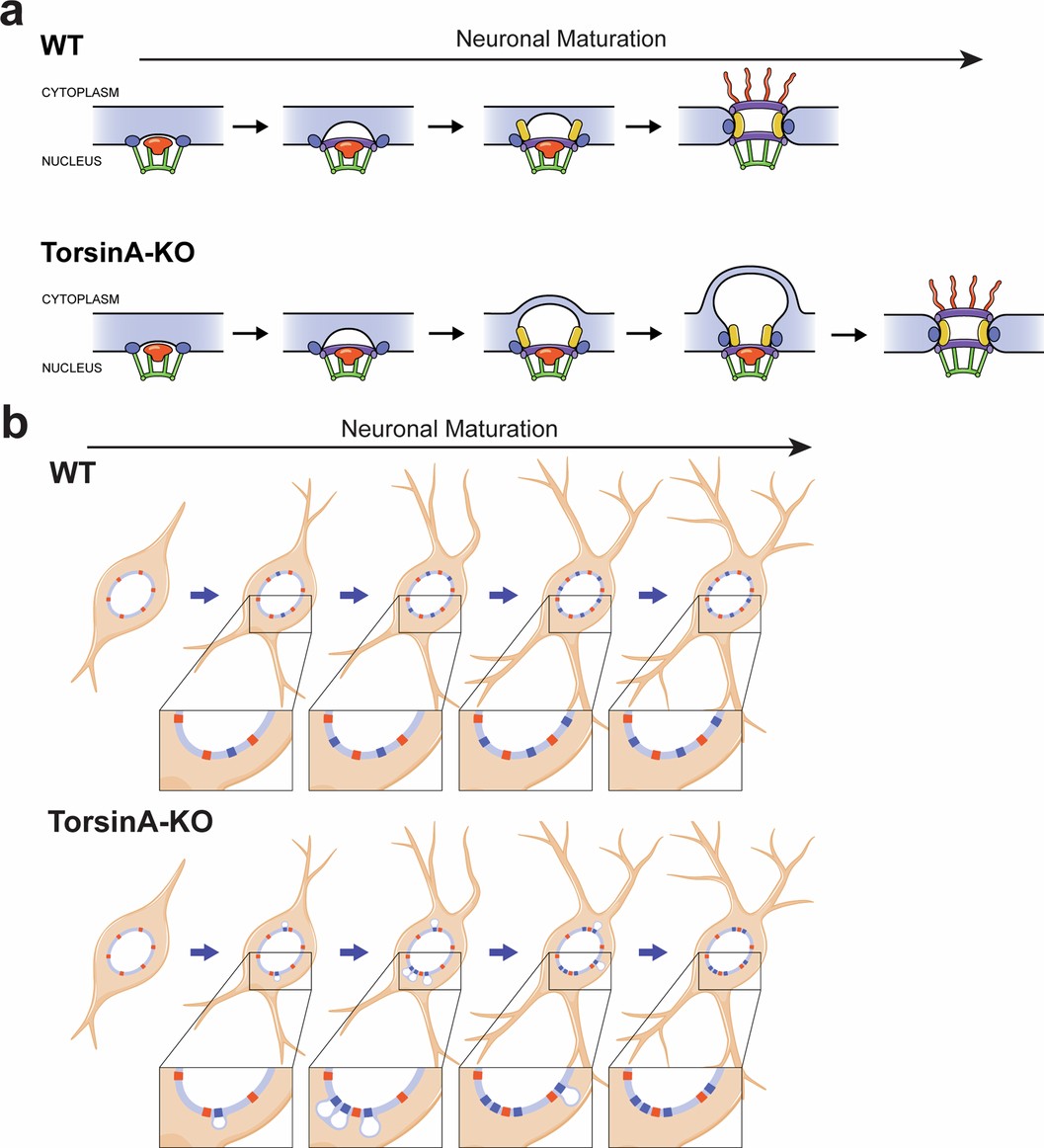 Extended Data Fig. 9