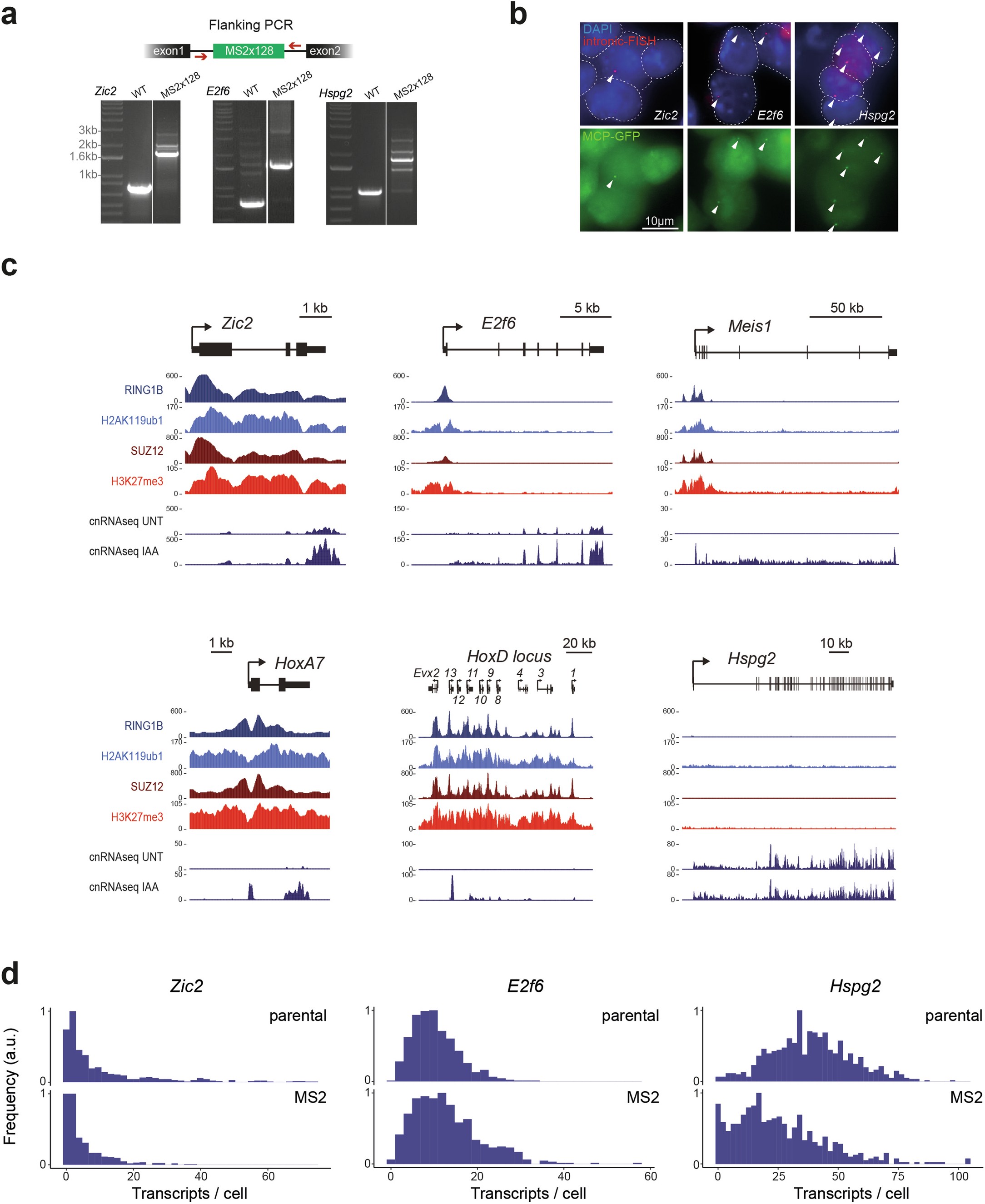 Extended Data Fig. 1: Characterisation of live-cell transcription imaging in ESCs.