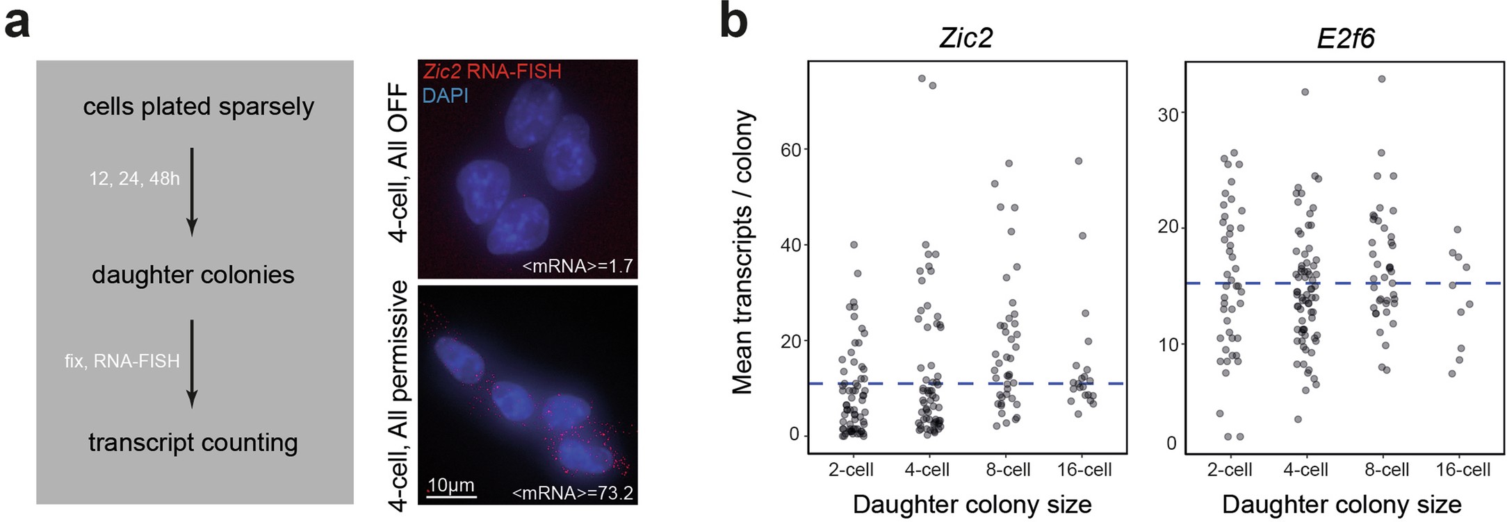 Extended Data Fig. 2: Testing heritability of transcription activity of Polycomb-targets across cell divisions.