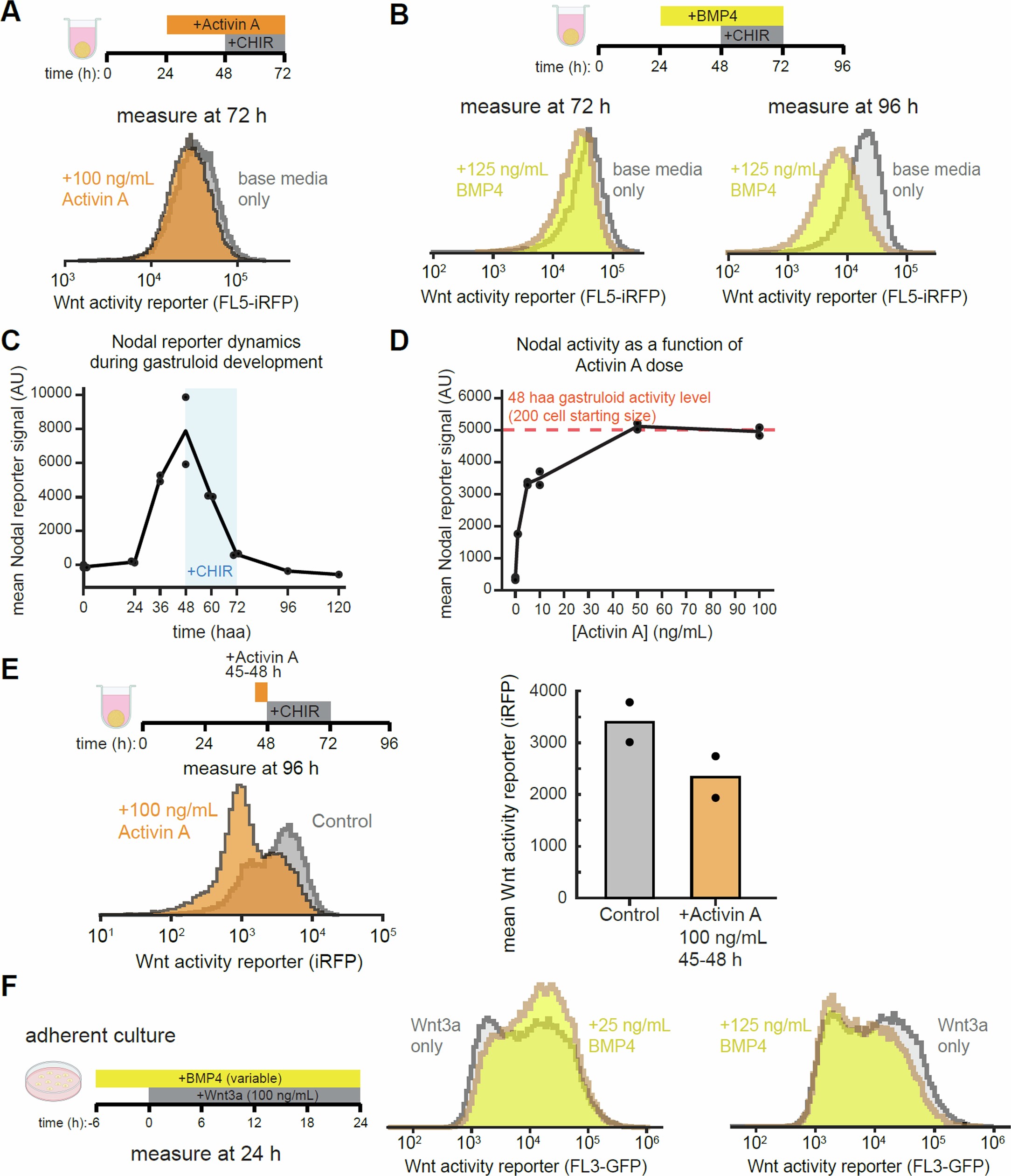 Extended Data Fig. 9: Perturbing Nodal/BMP signalling during gastruloid self-organization.