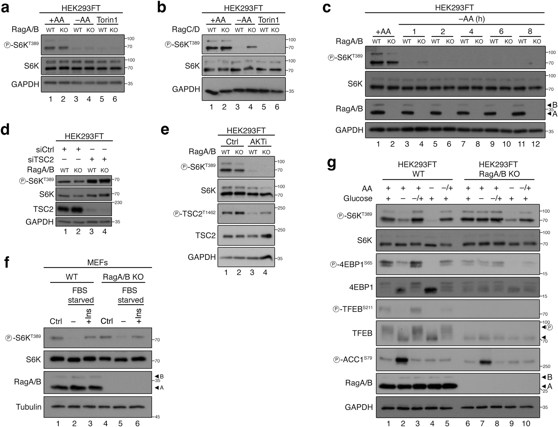 Extended Data Fig. 7: Phosphorylation of S6K by non-lysosomal mTORC1 responds to exogenous AAs and is regulated downstream of mTOR and growth factor signalling.