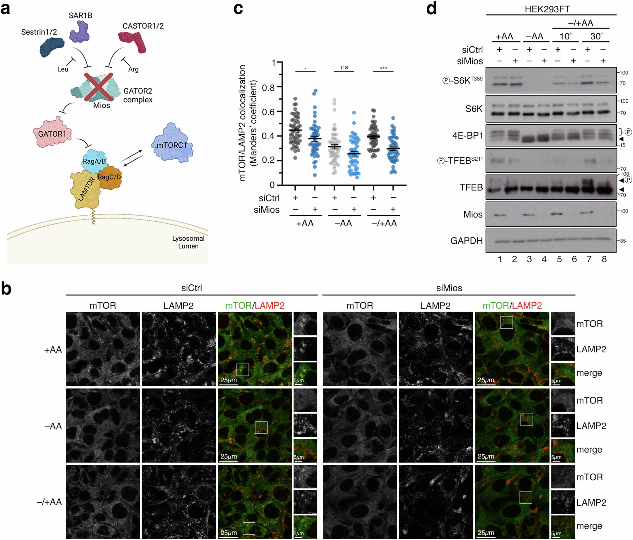 Extended Data Fig. 8: Non-lysosomal mTORC1 is regulated independently of the GATOR2 complex.