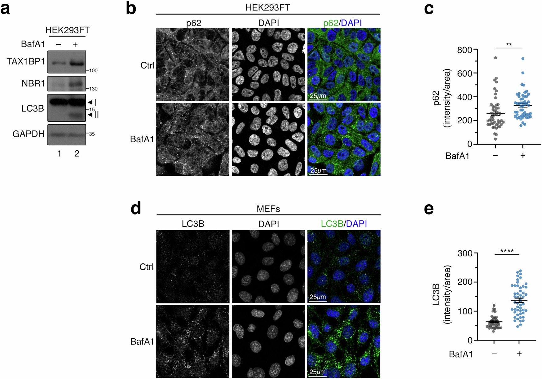 Extended Data Fig. 1: Basal lysosomal degradative activity takes place also in cells grown in the presence of exogenous nutrients.
