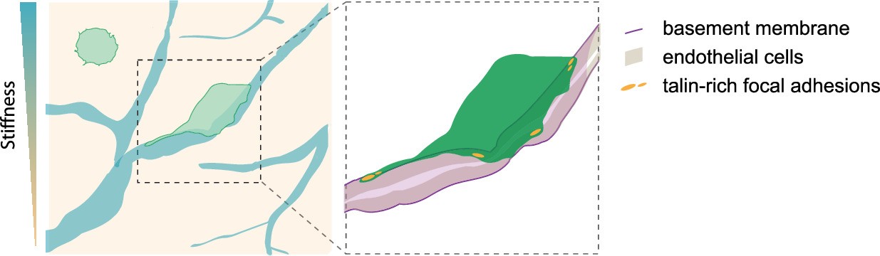 Extended Data Fig. 9: Proposed model of vessel co-option.