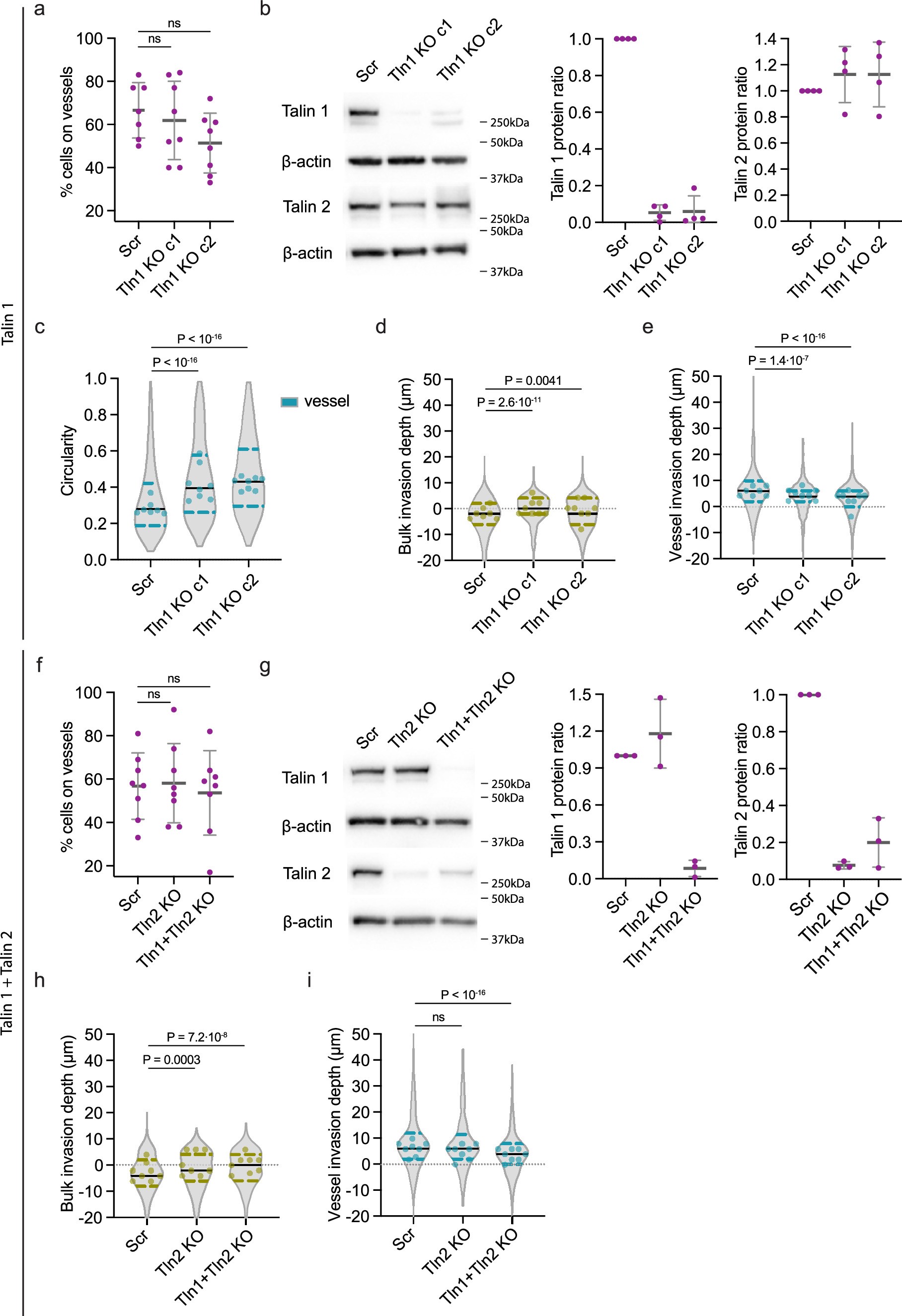 Extended Data Fig. 4: Depletion of talin significantly impairs invasion into brain slices.