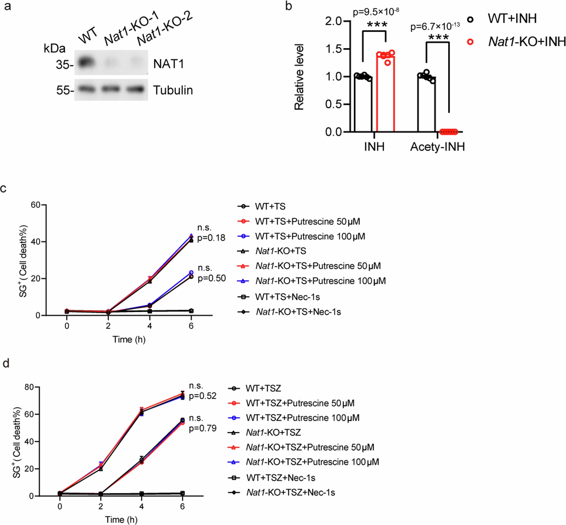 Extended Data Fig. 1: Spermidine is decreased in NAT1-deficient cells.