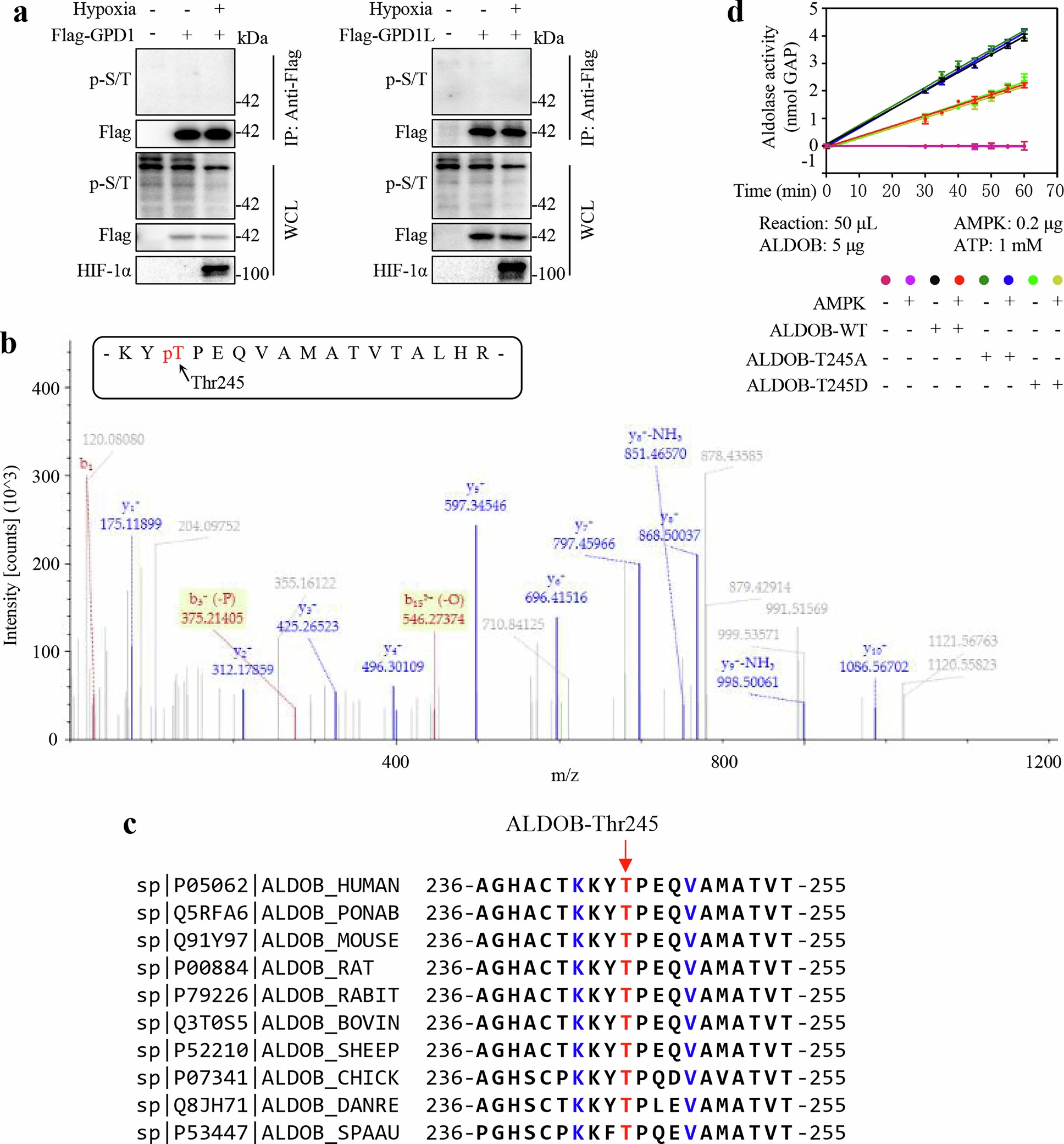 Extended Data Fig. 8: Inactivation of ADLOB by AMPK-mediated phosphorylation.