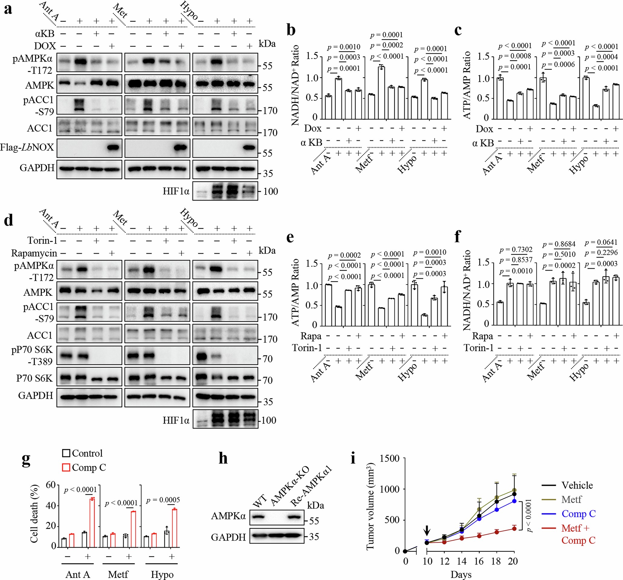 Extended Data Fig. 9: The trade-off regulation between reductive stress and energy stress.