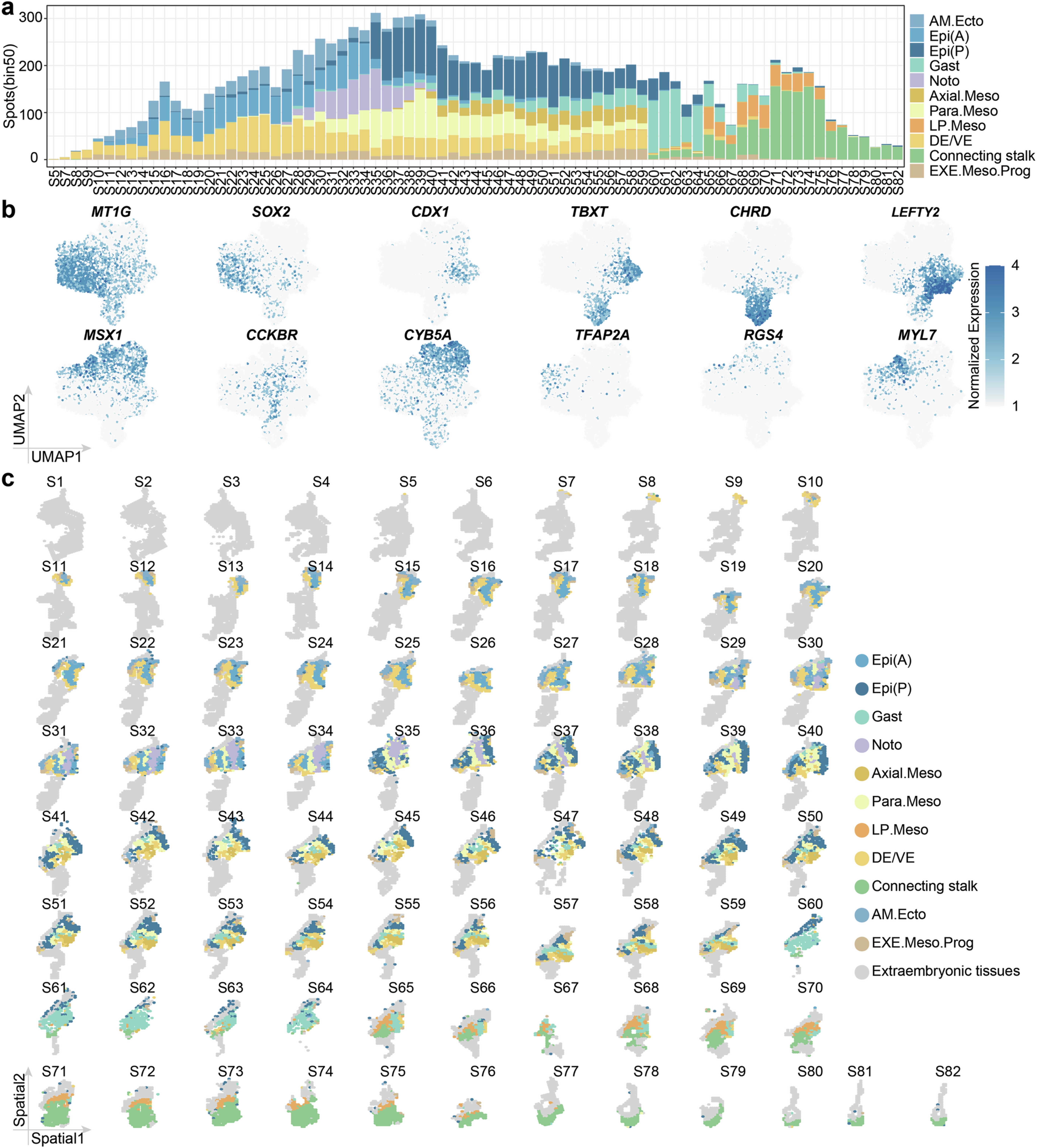Extended Data Fig. 4: Spatial distribution of embryonic clusters.