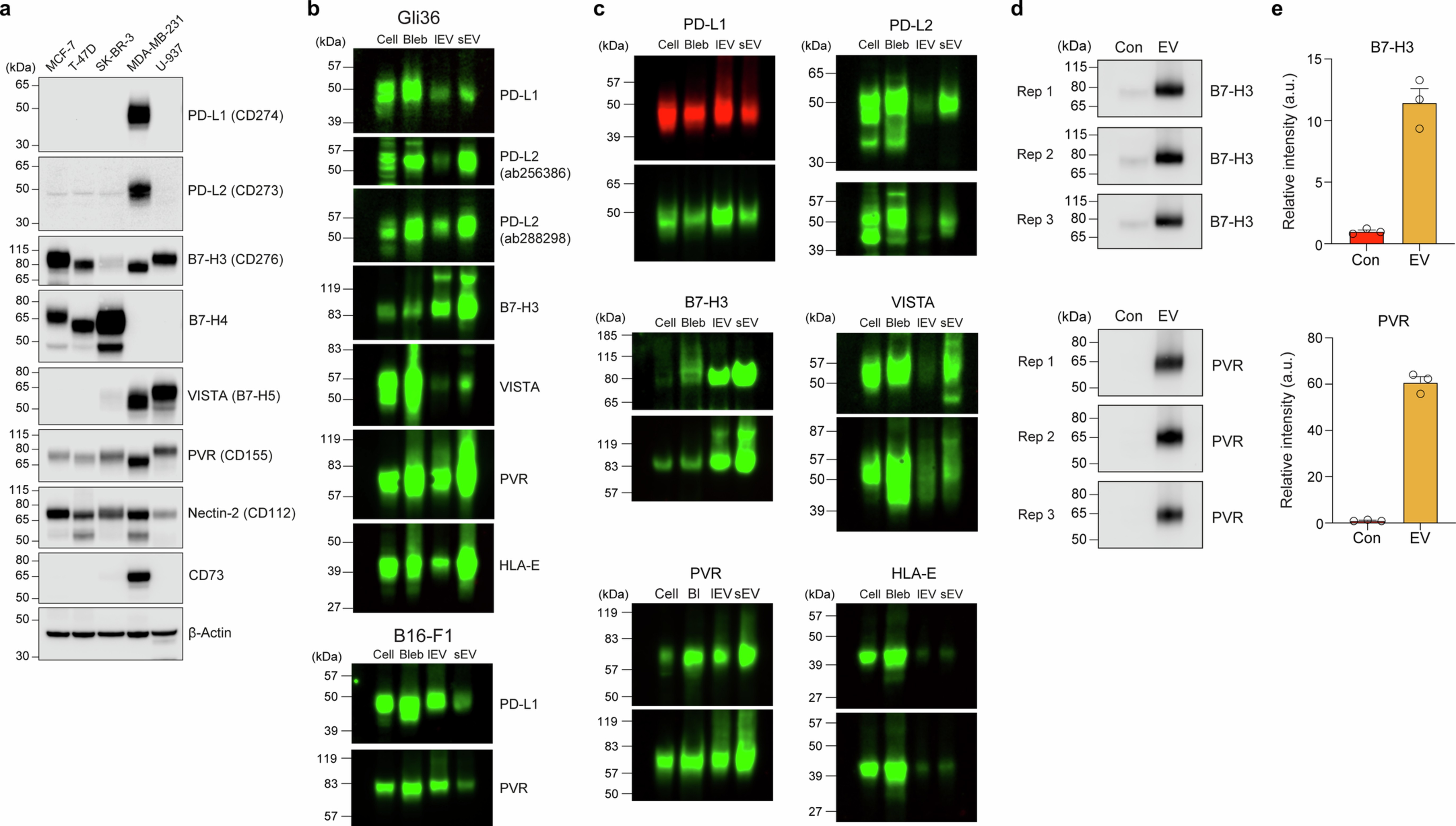 Extended Data Fig. 8: Blebbisomes contain inhibitory immune checkpoint ligands.