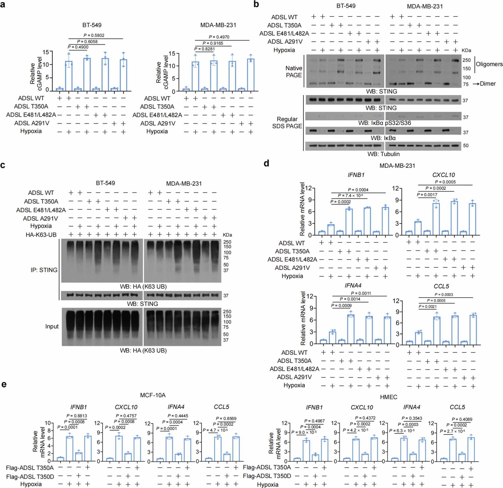 Extended Data Fig. 3: ADSL T350 phosphorylation inhibits hypoxia-induced STING activation and subsequent IRF3-mediated cytokine gene expression.