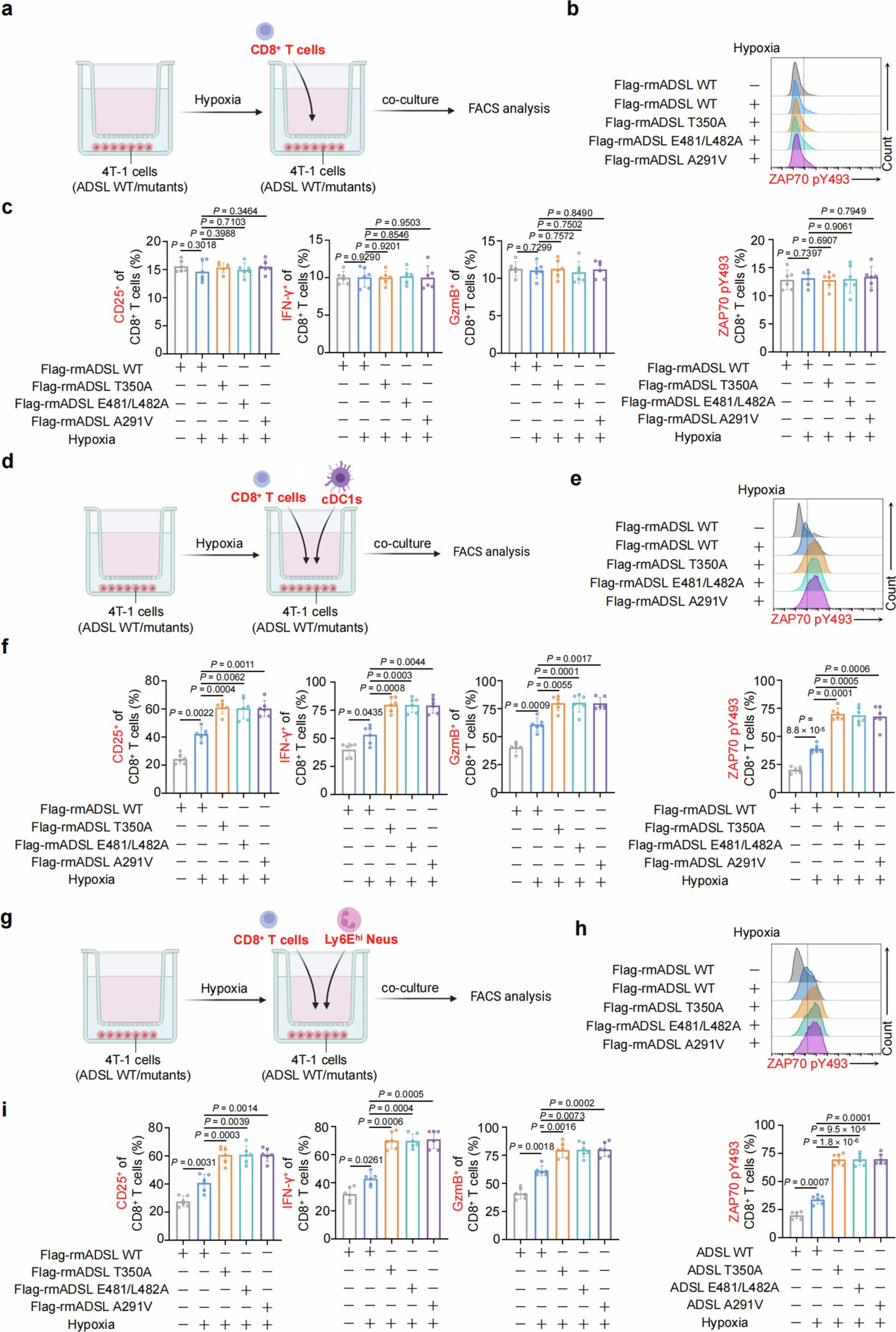 Extended Data Fig. 4: ADSL-mediated STING inhibition in breast cancer cells attenuates the anti-tumour effect of CD8+ T cells in a cDC1 cell and Ly6Ehi neutrophil dependent manner.