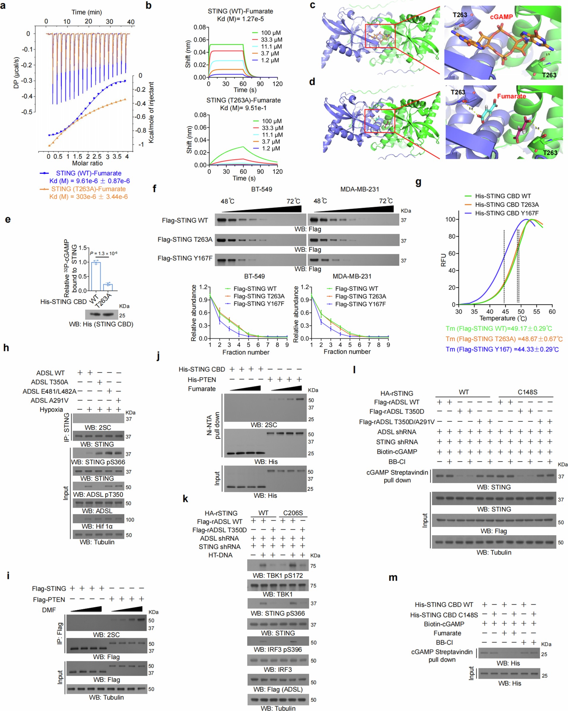 Extended Data Fig. 6: ADSL-generated fumarate binds to STING and competitively inhibits cGAMP-STING interaction in a STING succination and BB-Cl-amidine independent manner.